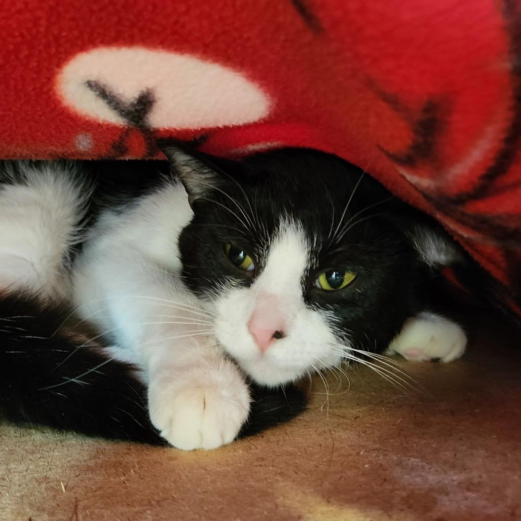 Enlarge Joshua, a Adoptable Domestic Medium Hair in Delaware, OH image 2/6