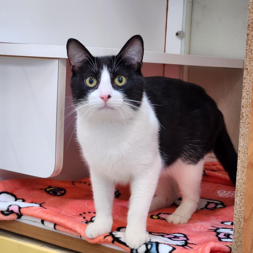 Enlarge Joshua, a Adoptable Domestic Medium Hair in Delaware, OH image 3/6