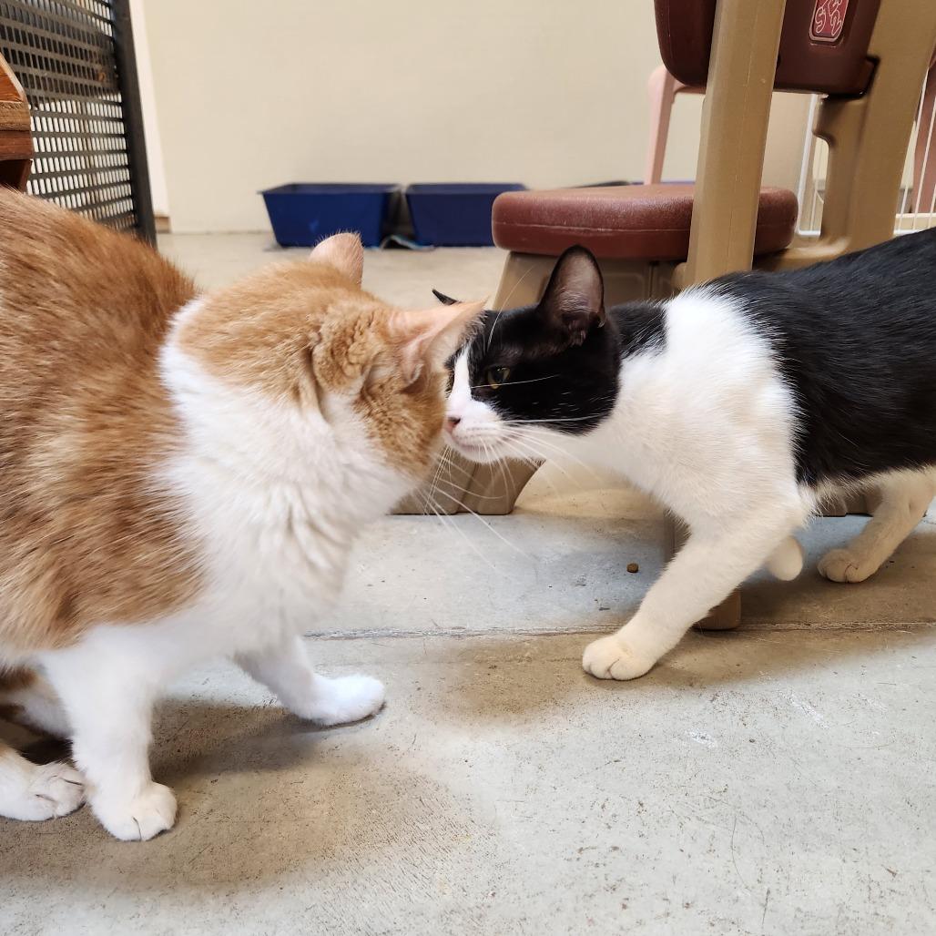 Enlarge Joshua, a Adoptable Domestic Medium Hair in Delaware, OH image 4/6