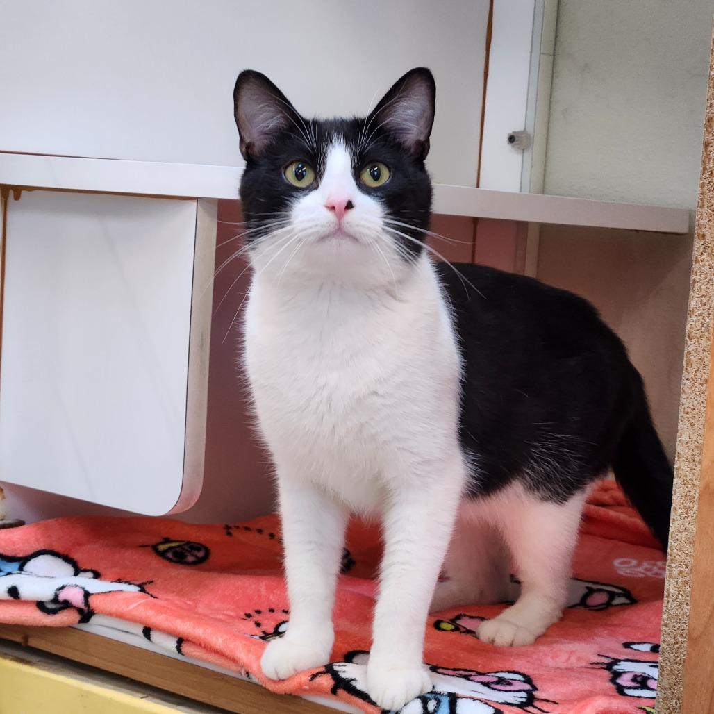 Enlarge Joshua, a Adoptable Domestic Medium Hair in Delaware, OH image 5/6