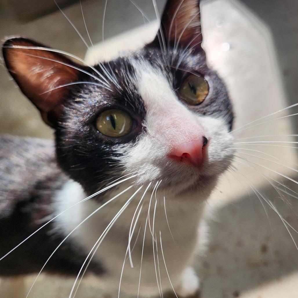 Enlarge Joshua, a Adoptable Domestic Medium Hair in Delaware, OH image 6/6