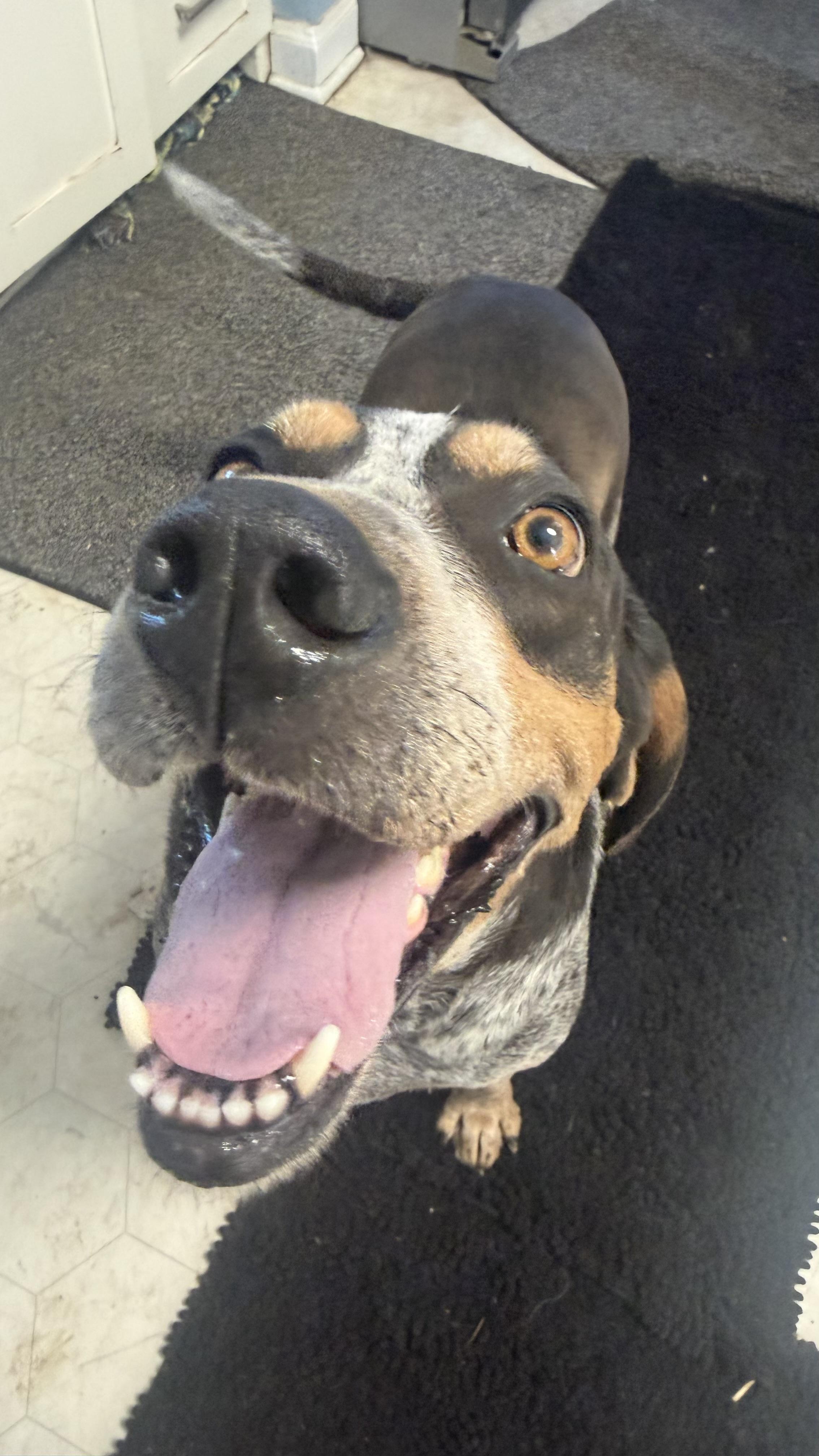 Kate, a ADOPTABLE Bluetick Coonhound in Olathe, KS image 6/6