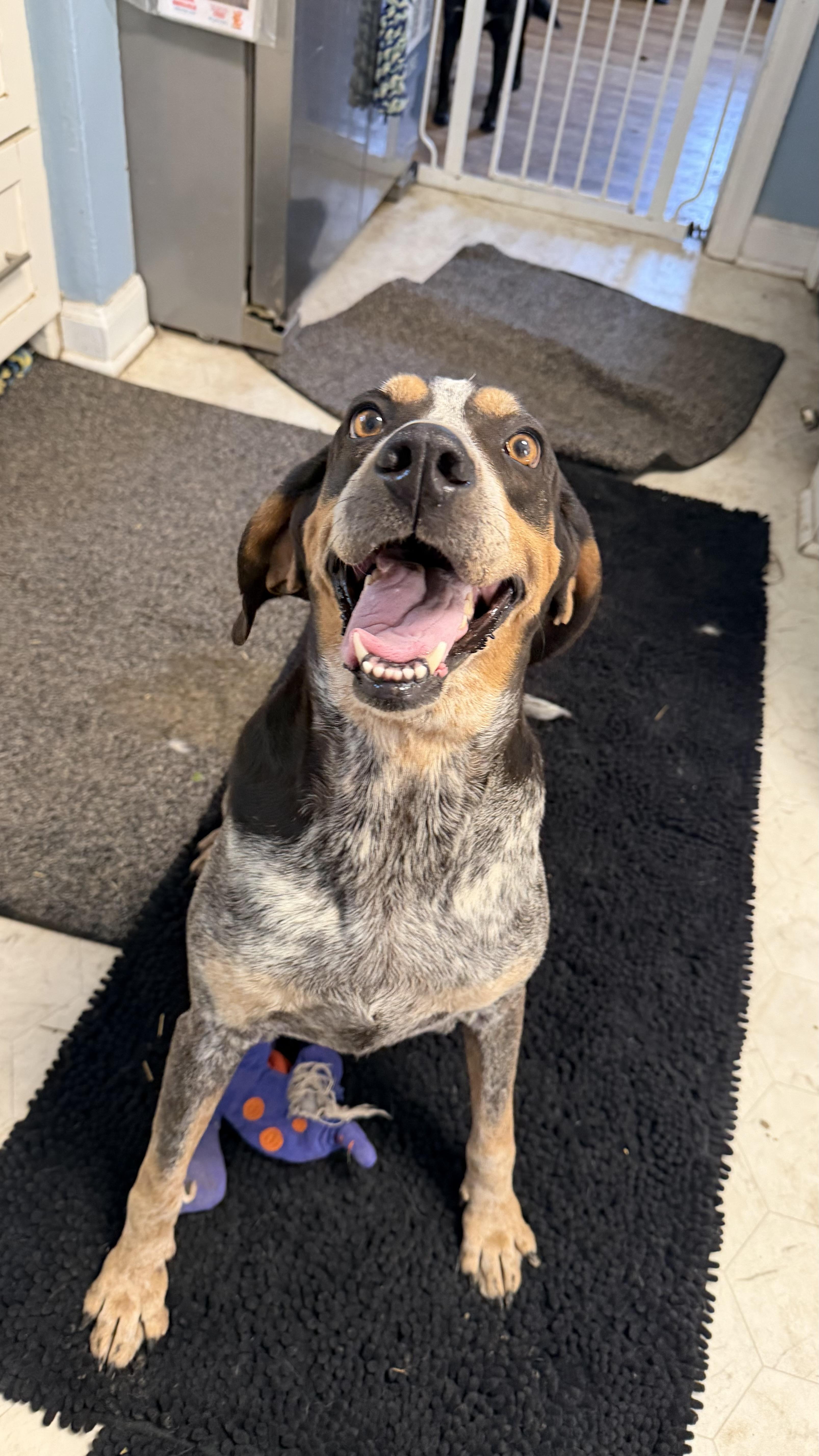 Kate, ADOPTABLE, Adult Female Bluetick Coonhound.