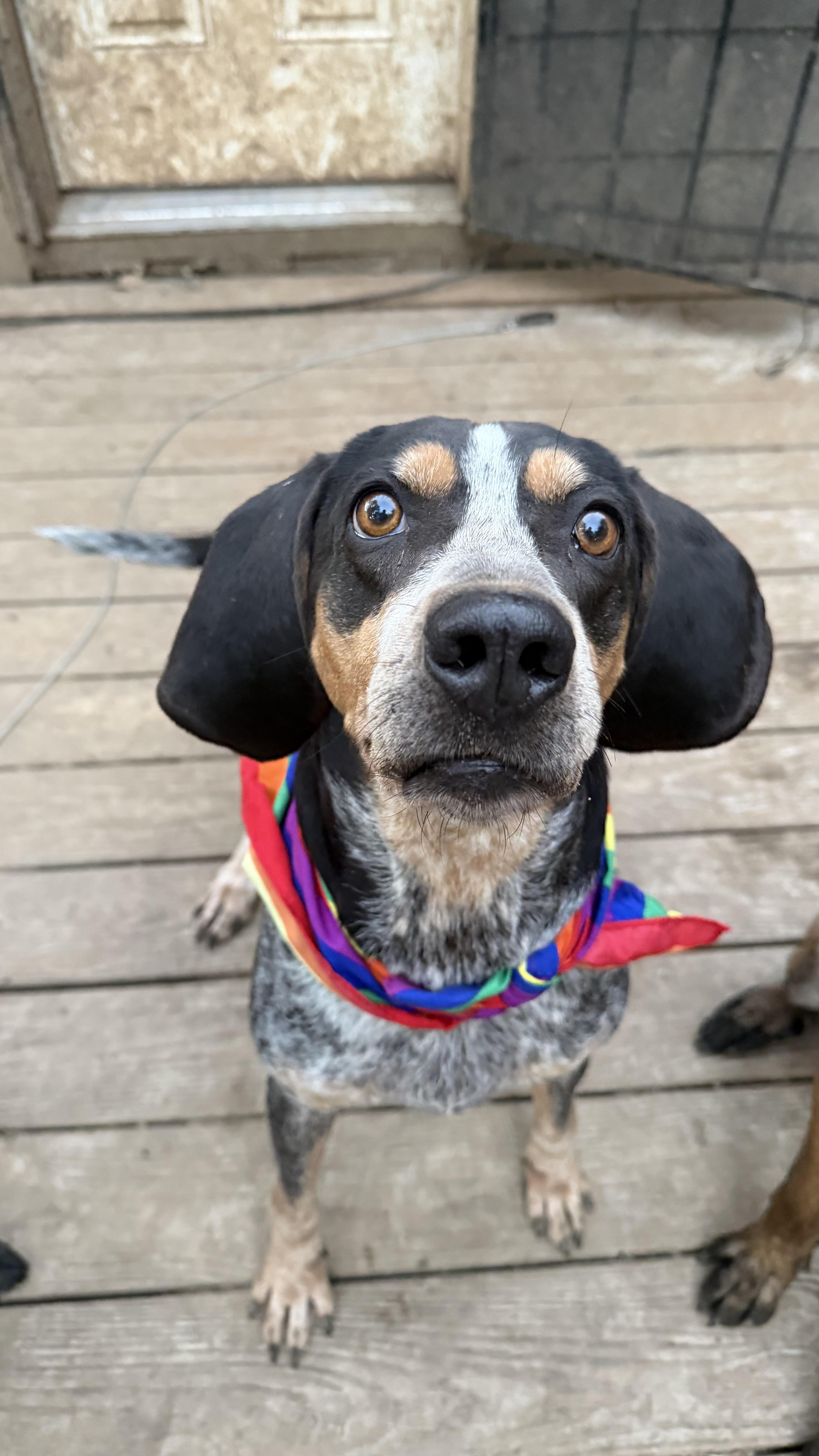 Enlarge Kate, a Adoptable Bluetick Coonhound in Olathe, KS image 6/6