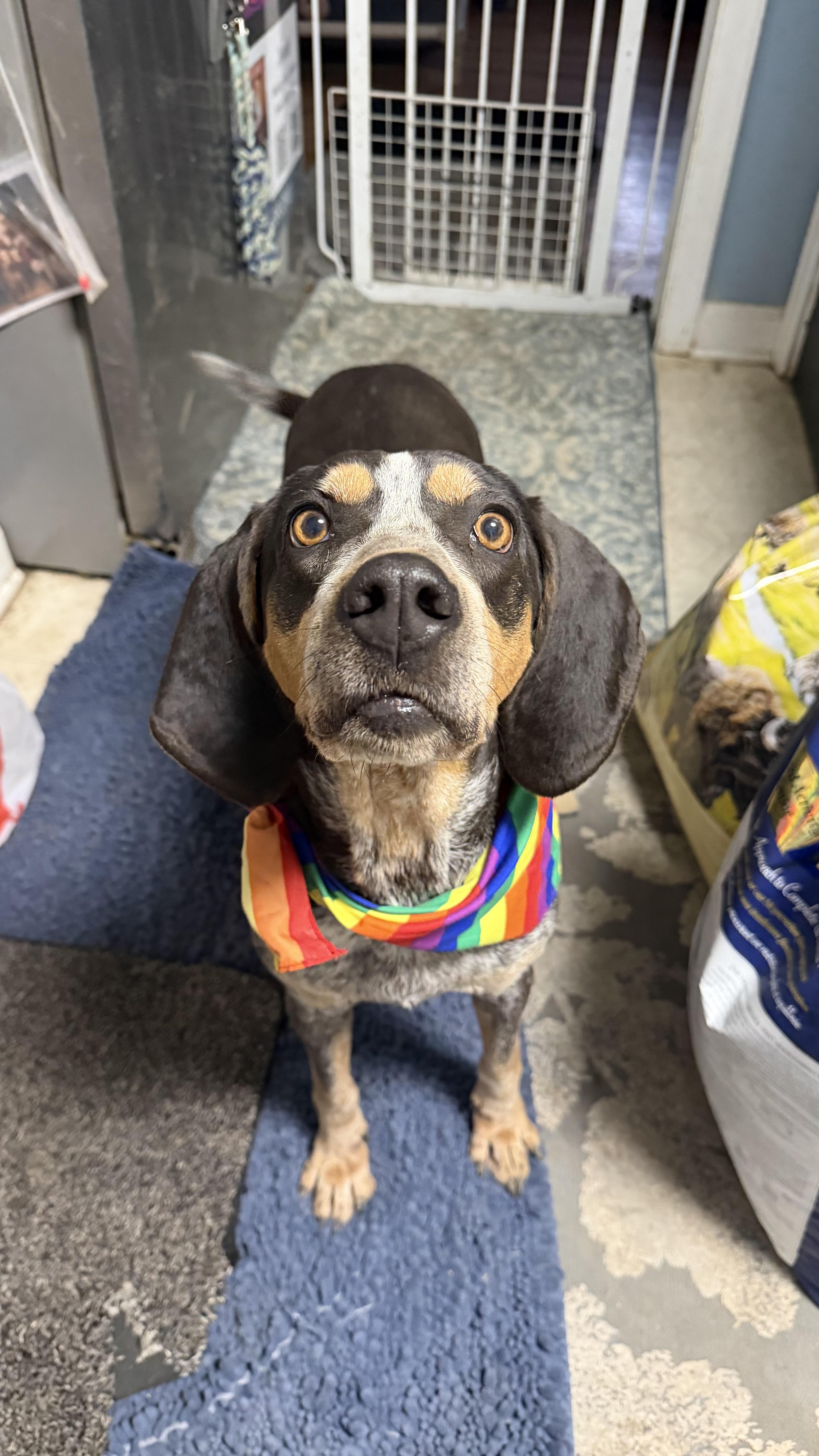 Enlarge Kate, a Adoptable Bluetick Coonhound in Olathe, KS image 1/6