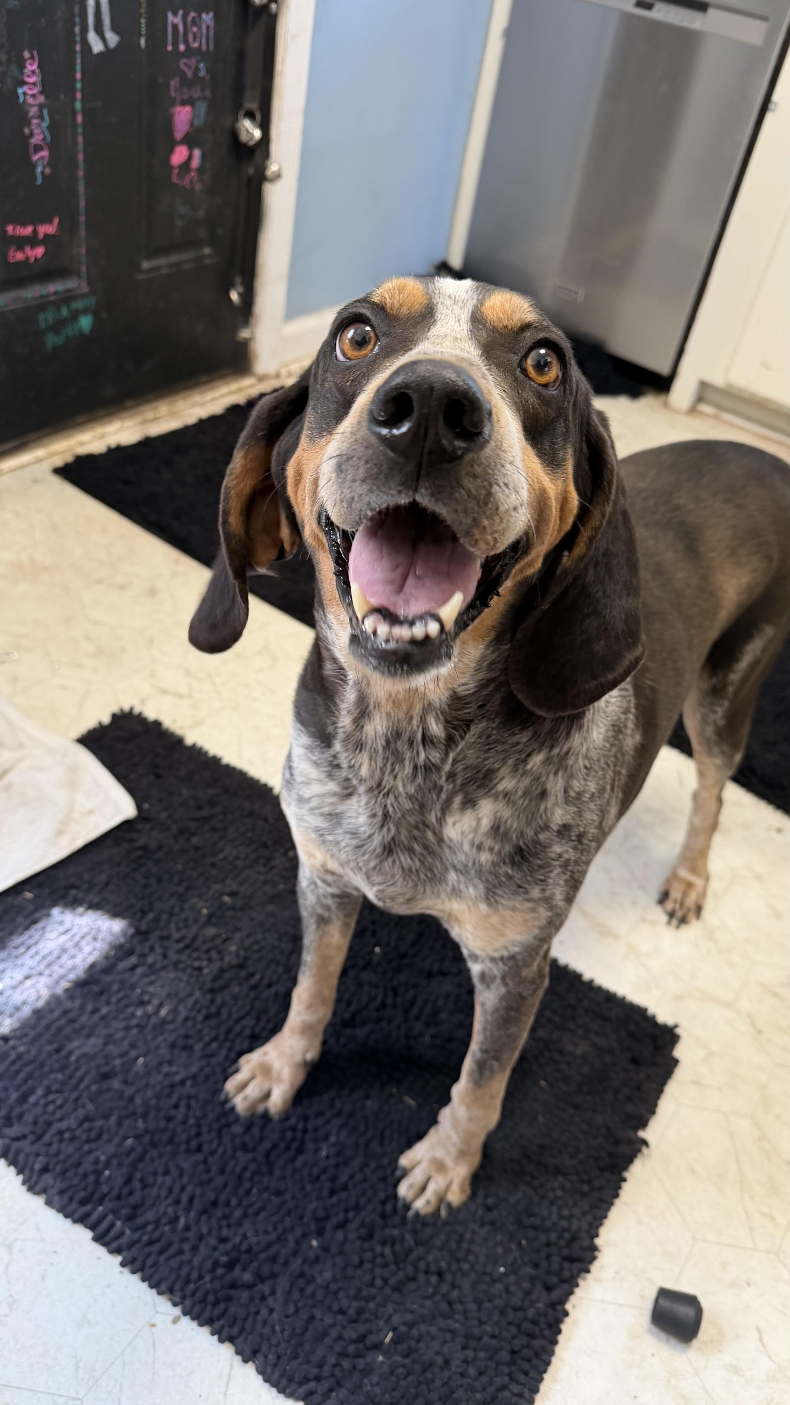 Kate, a ADOPTABLE Bluetick Coonhound in Olathe, KS image 3/6