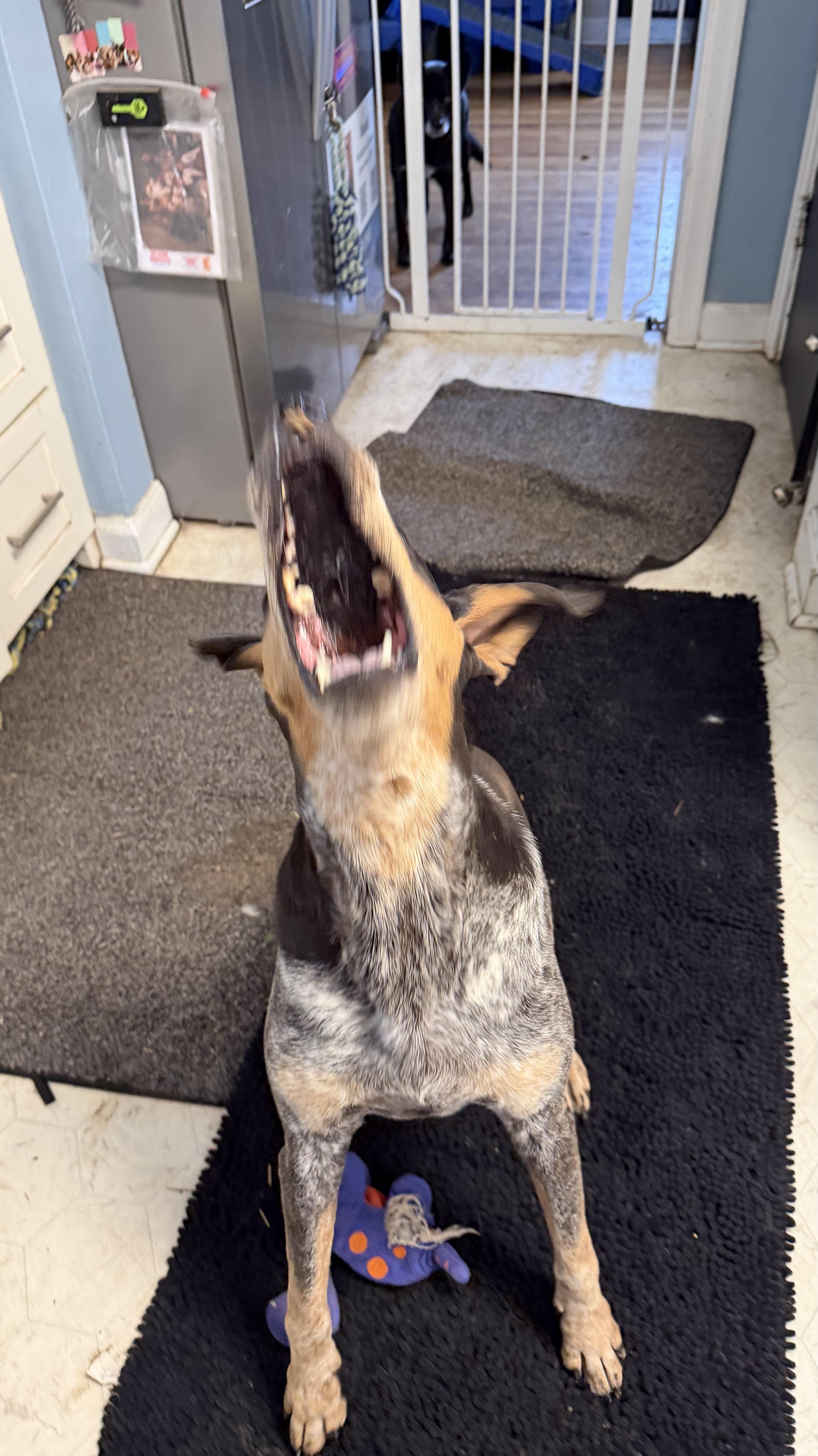 Kate, a ADOPTABLE Bluetick Coonhound in Olathe, KS image 4/6