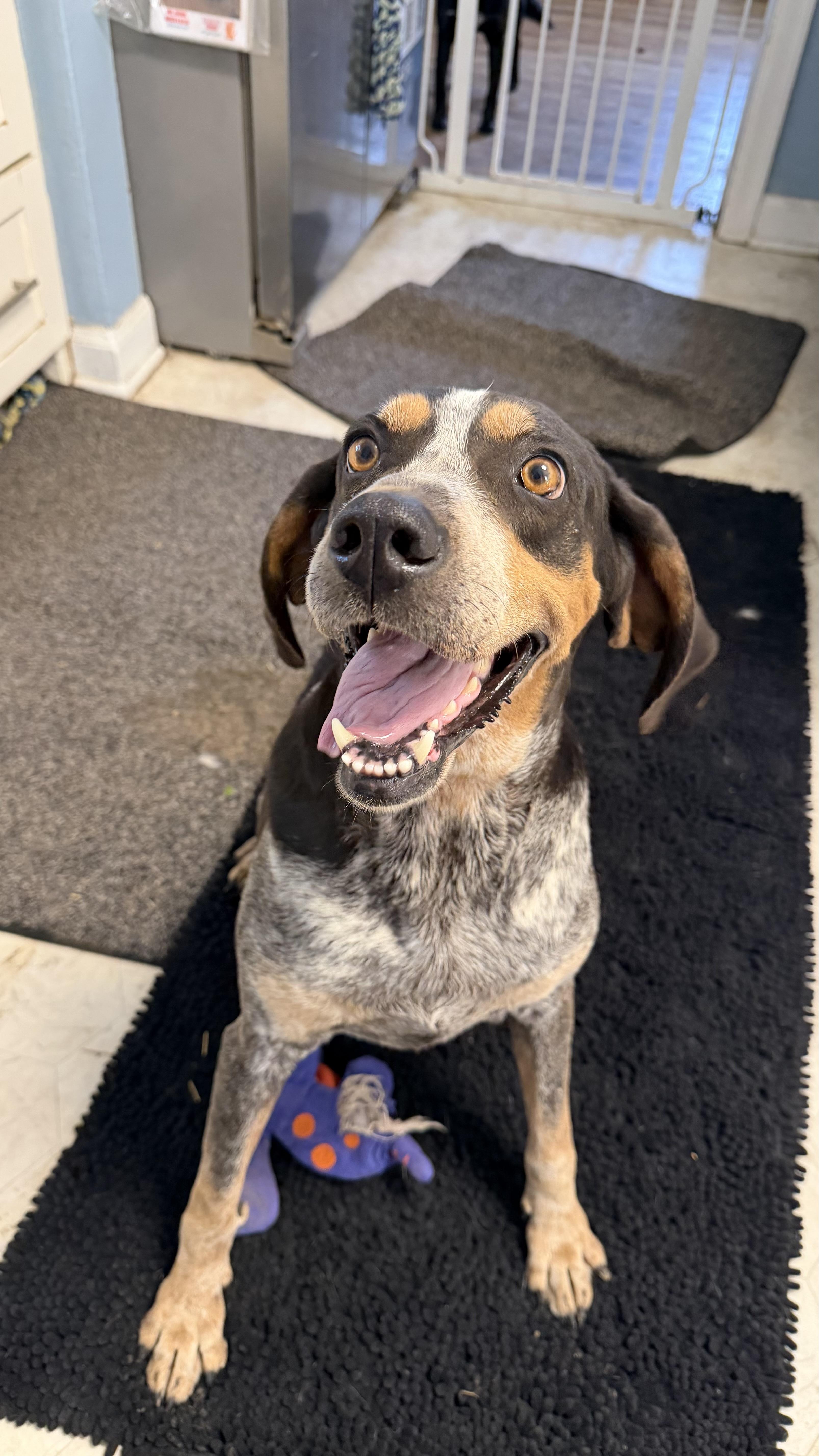 Kate, a ADOPTABLE Bluetick Coonhound in Olathe, KS image 5/6