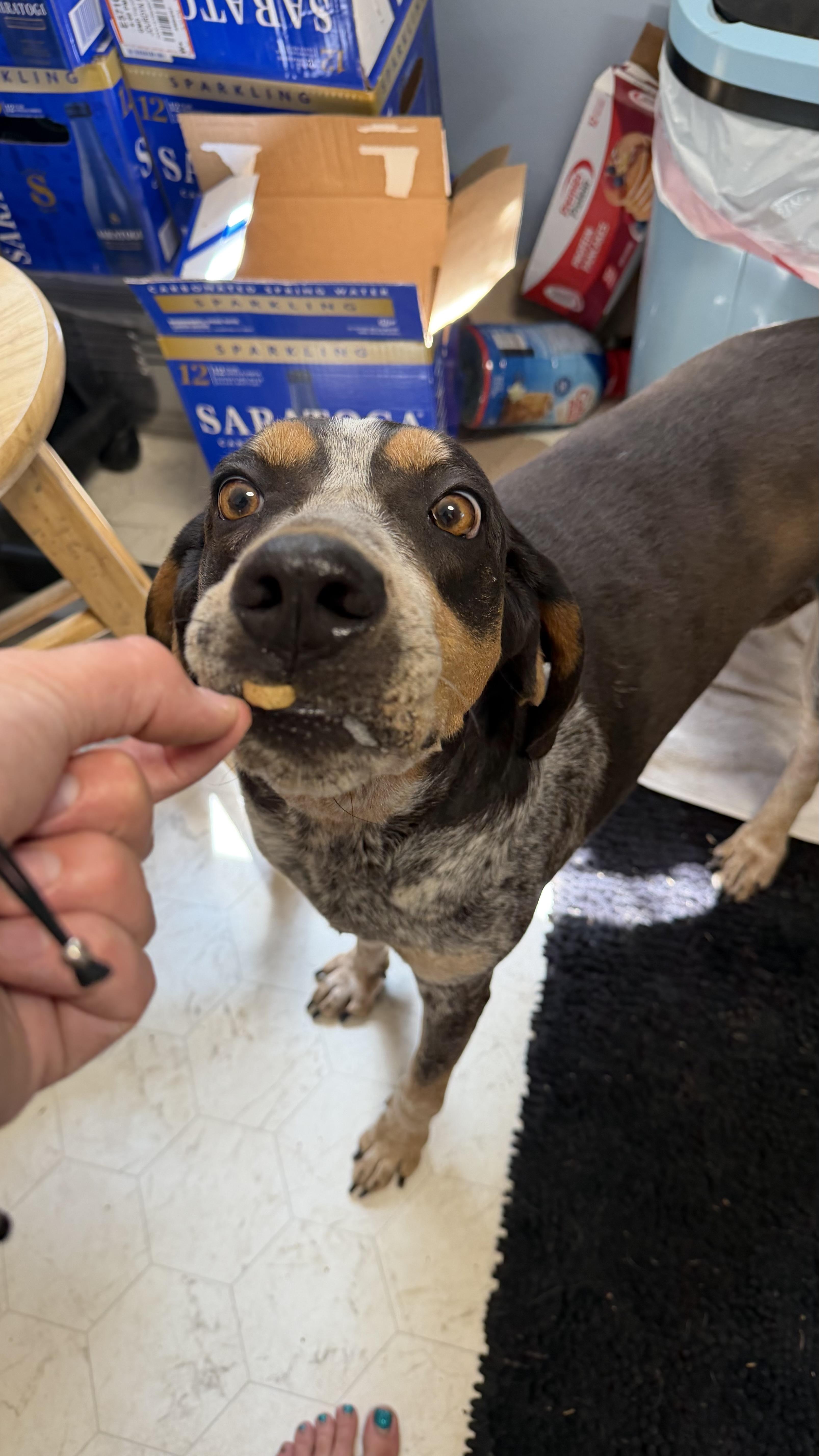 Kate, a ADOPTABLE Bluetick Coonhound in Olathe, KS image 2/6