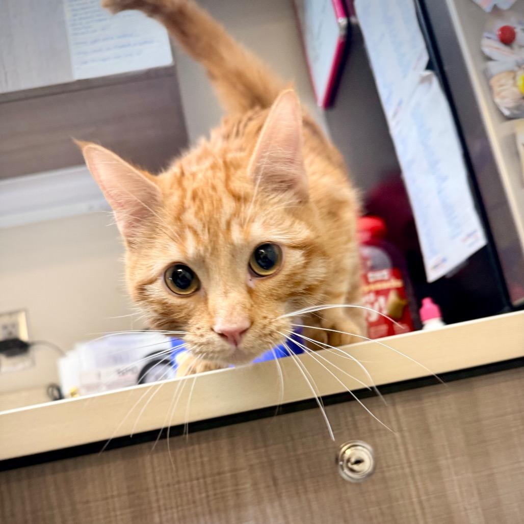 Ollie, a Adoptable Domestic Short Hair in Great Falls, MT image 1/6