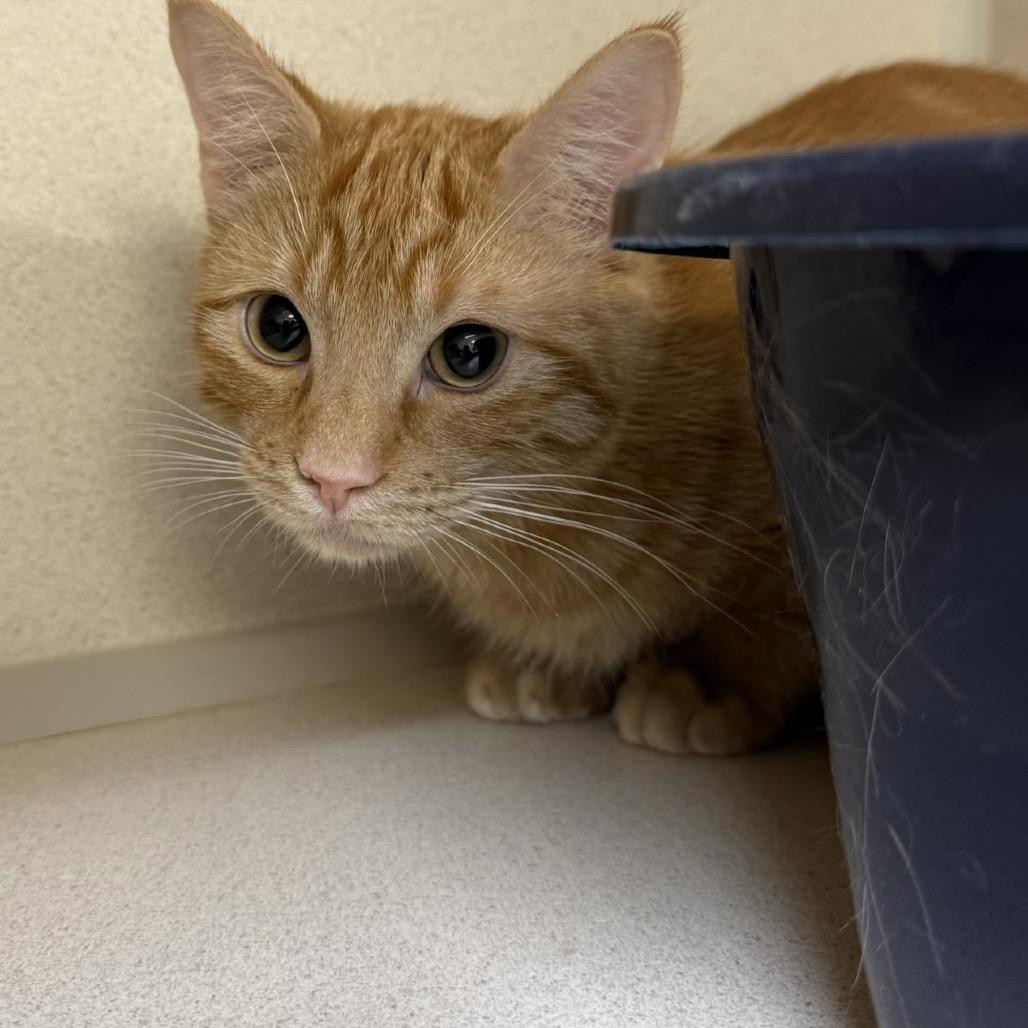 Ollie, a Adoptable Domestic Short Hair in Great Falls, MT image 2/6