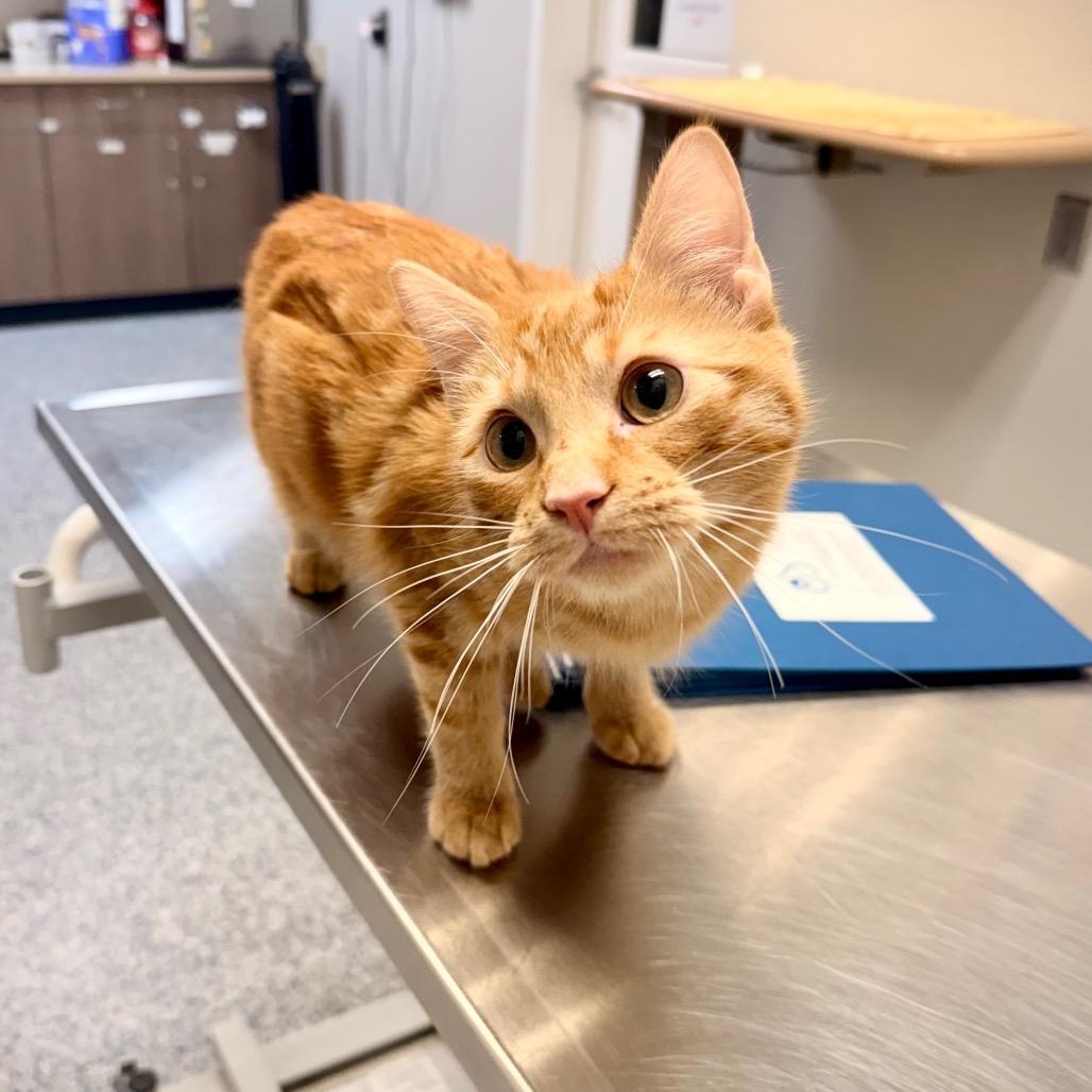 Ollie, a Adoptable Domestic Short Hair in Great Falls, MT image 3/6
