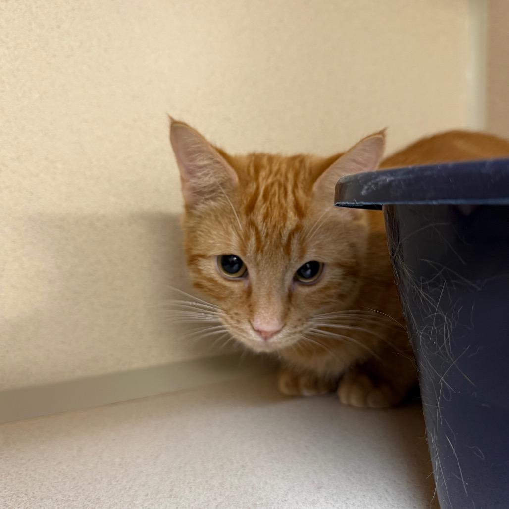 Ollie, a Adoptable Domestic Short Hair in Great Falls, MT image 4/6
