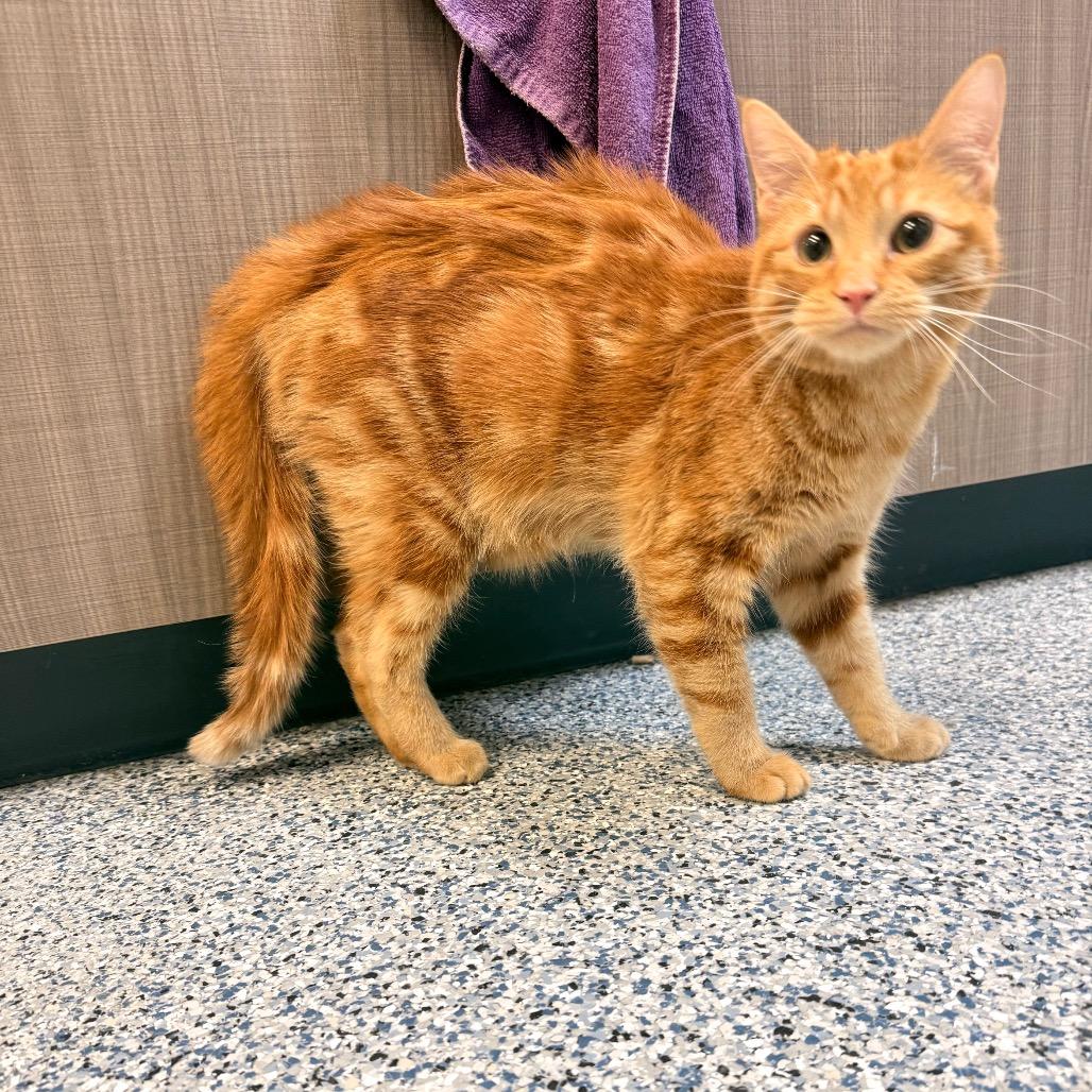 Ollie, a Adoptable Domestic Short Hair in Great Falls, MT image 5/6