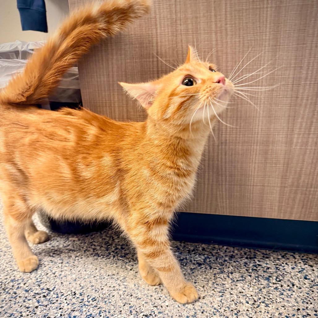 Ollie, a Adoptable Domestic Short Hair in Great Falls, MT image 6/6