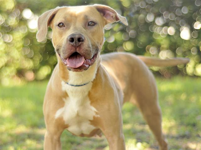 Enlarge DORA, a Adoptable mixed breed in Tavares, FL image 1/1