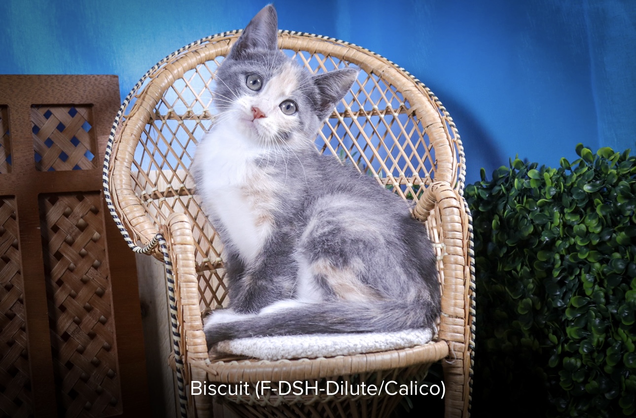 Biscuit, Young Female unknown