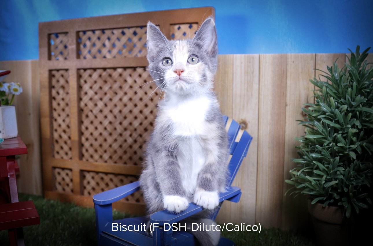 Biscuit photo 5