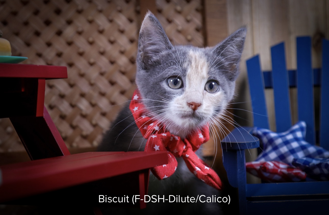 Biscuit photo 2
