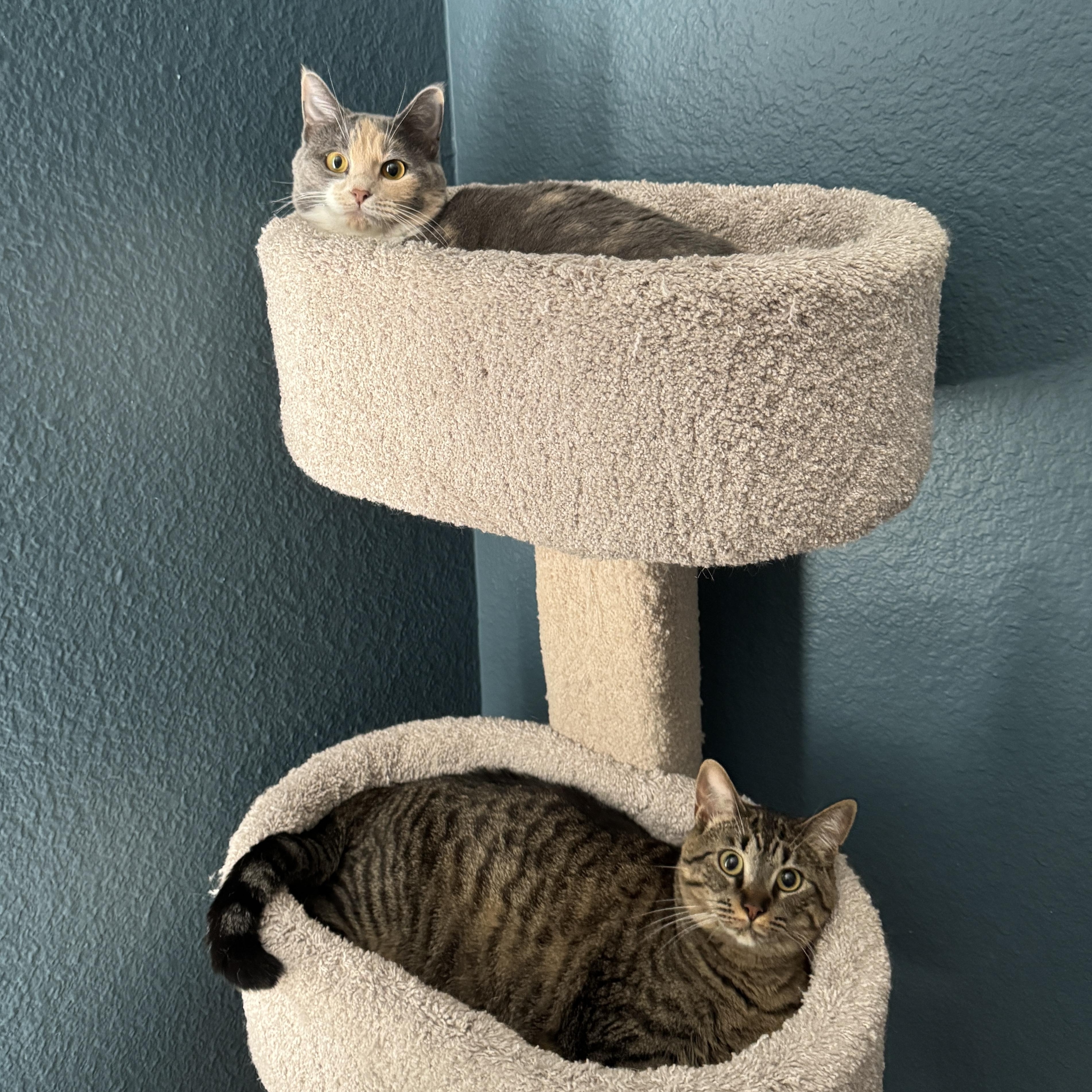 Biscuit & Chessie