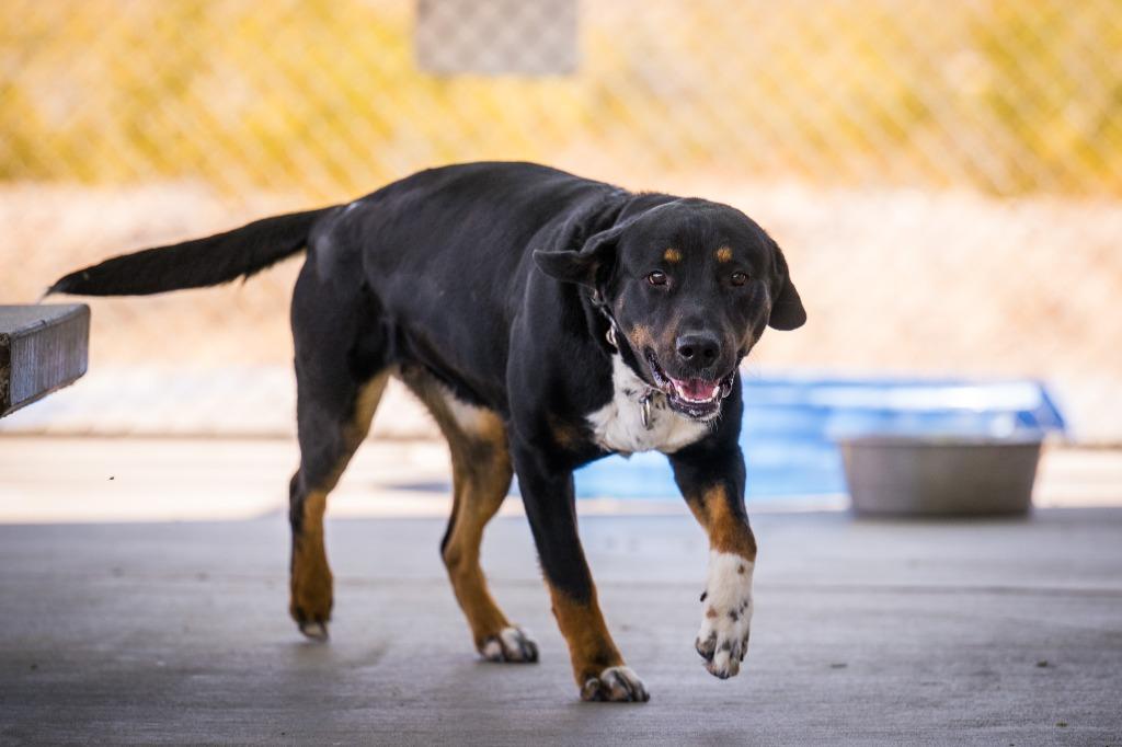 Alley, a Adoptable mixed breed in Twentynine Palms, CA image 2/5