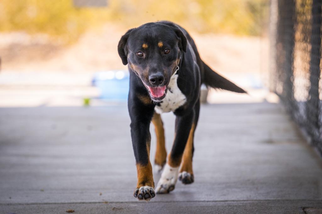 Alley, a Adoptable mixed breed in Twentynine Palms, CA image 4/5