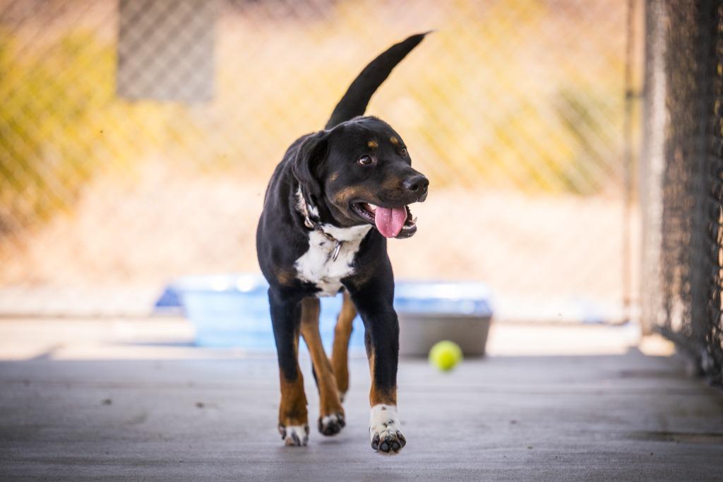 Alley, a Adoptable mixed breed in Twentynine Palms, CA image 5/5
