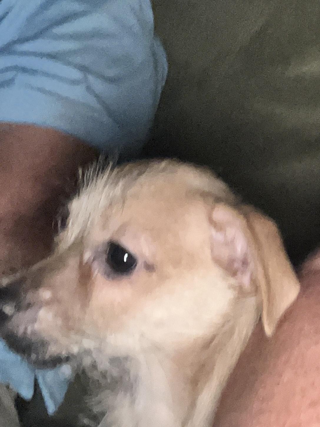 Brody, Adoptable, Puppy Male Yorkshire Terrier & Chihuahua.