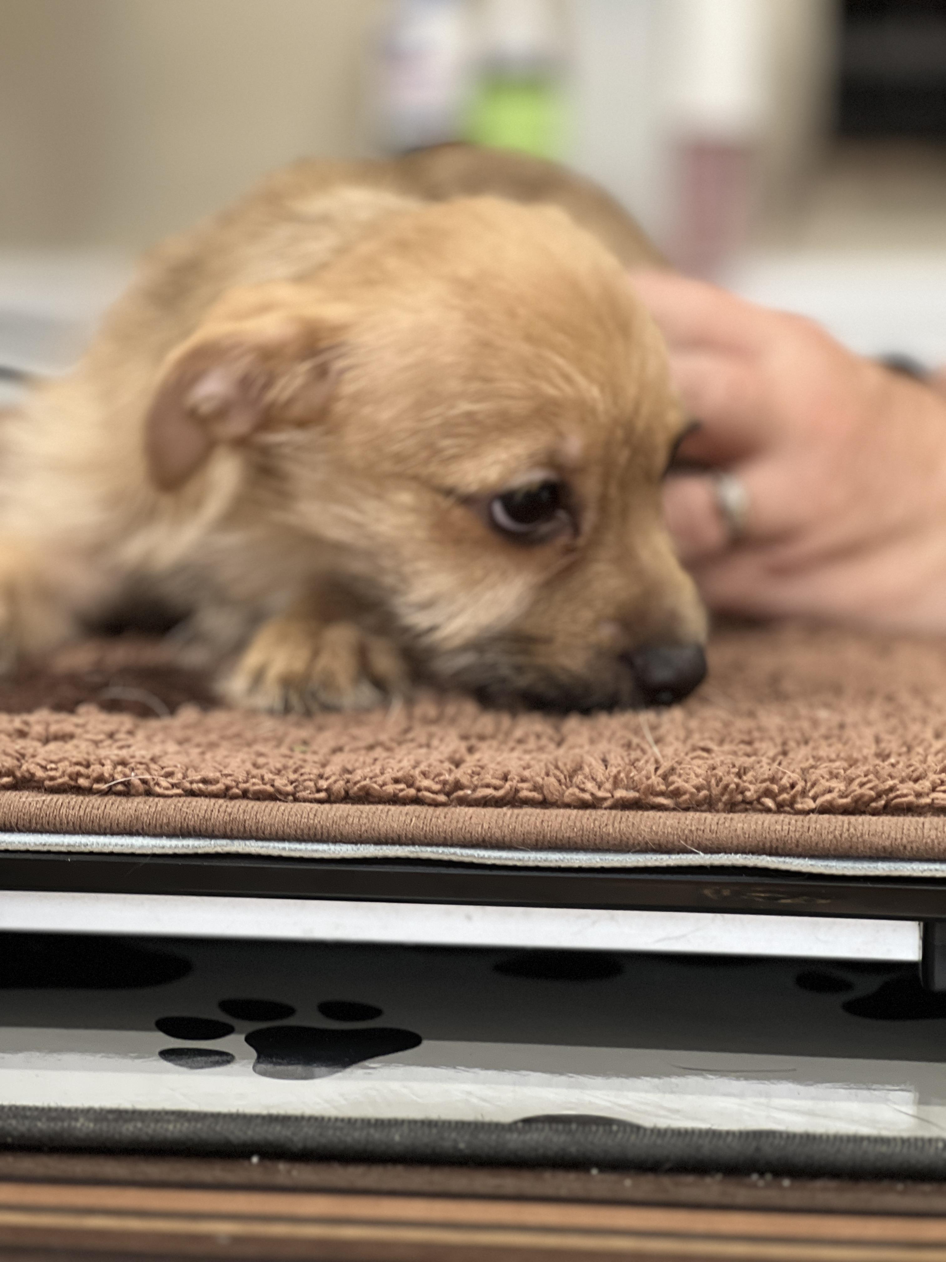 Brody, a Adoptable mixed breed in Woodlawn, TN image 2/4