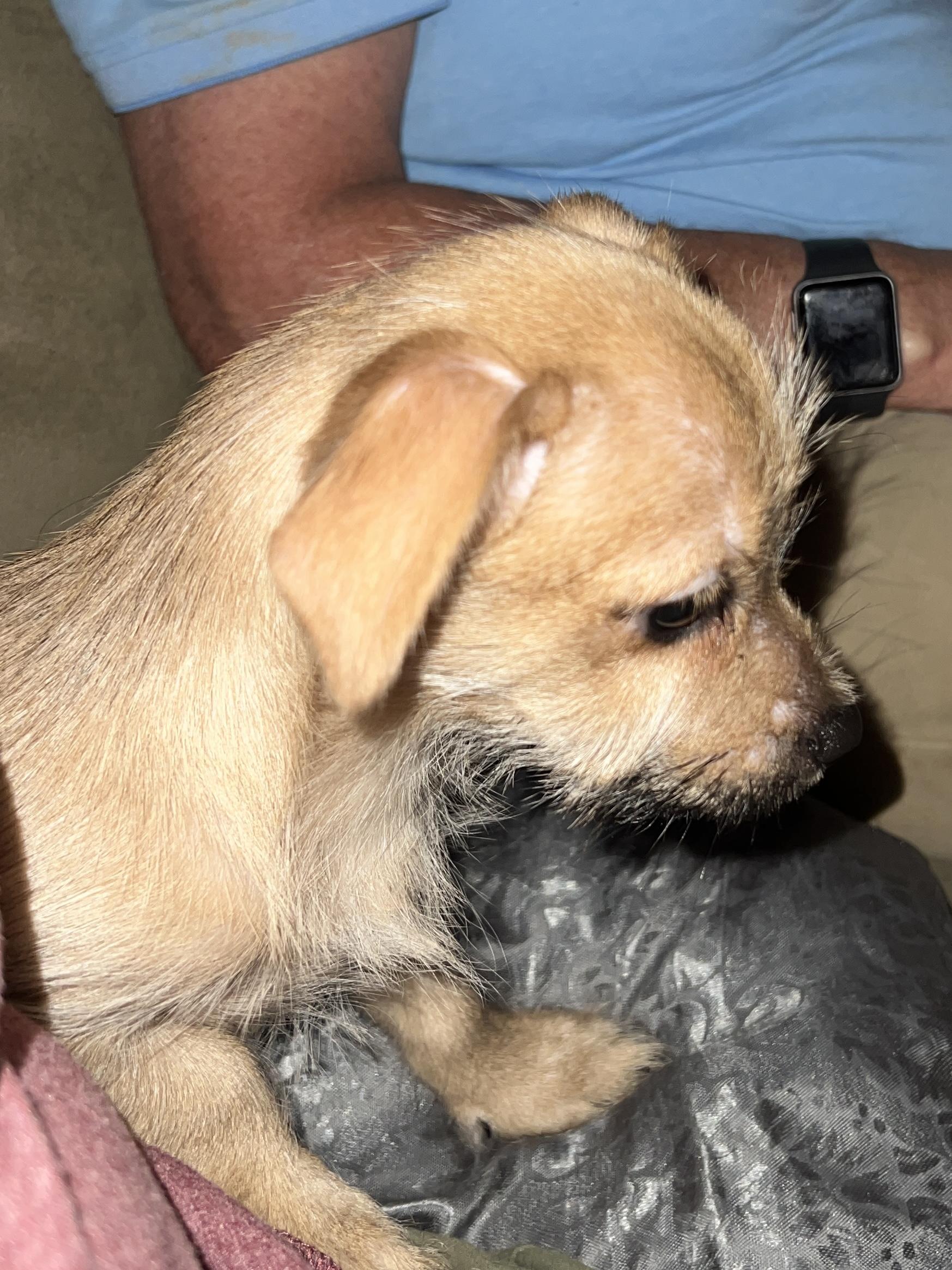 Brody, a Adoptable mixed breed in Woodlawn, TN image 4/4