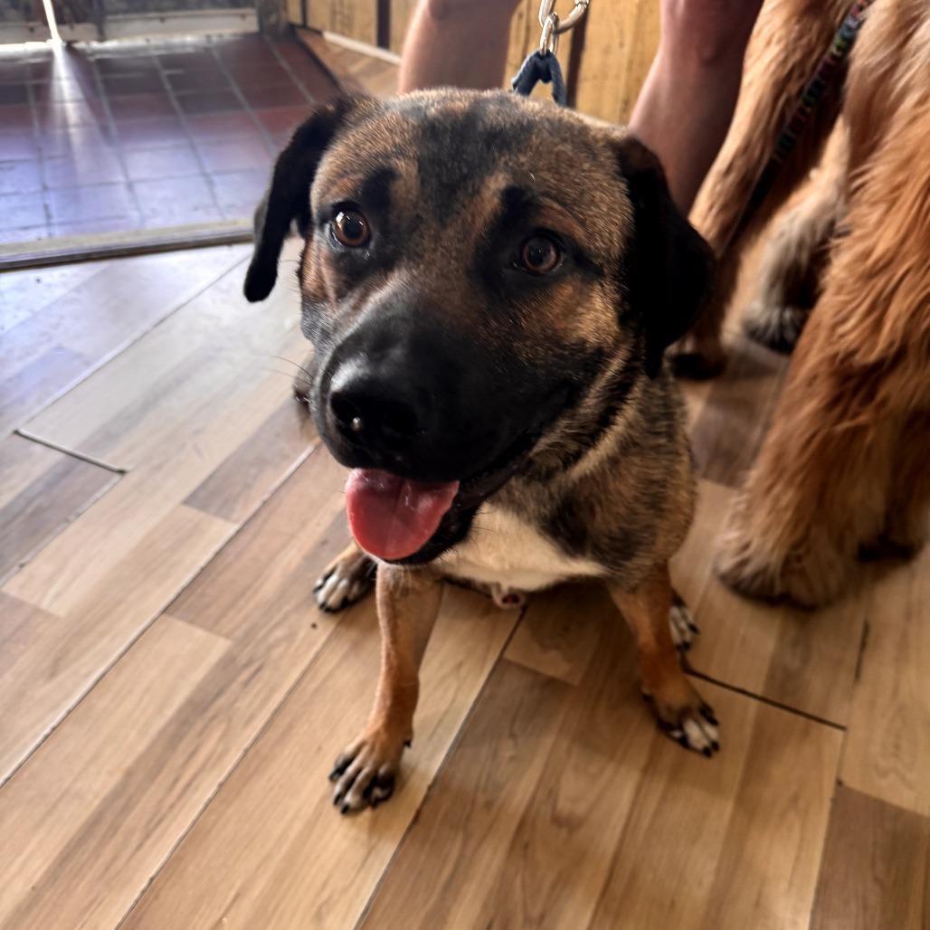 Hunter, Adoptable, Adult Male Shepherd.