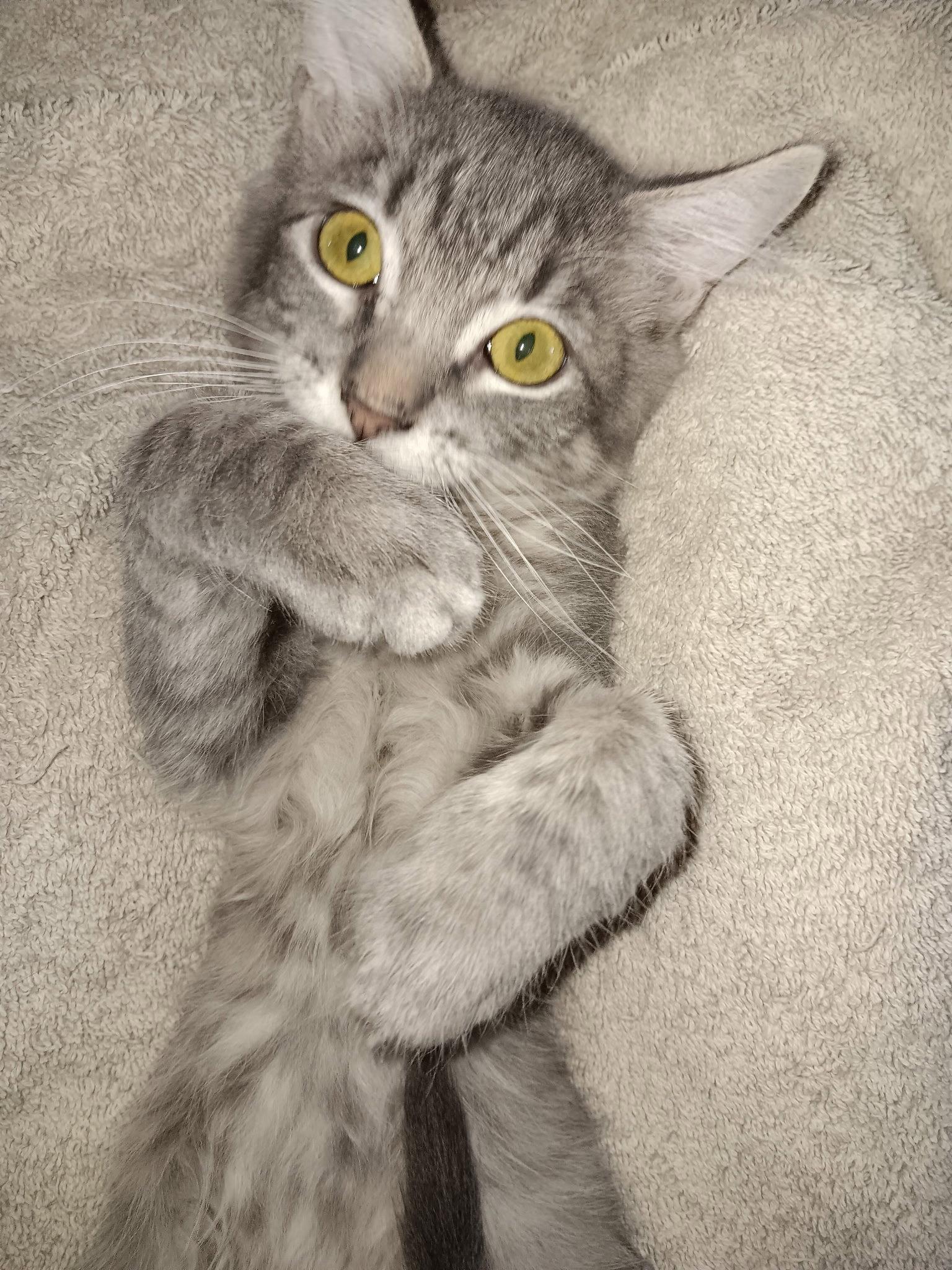Sprout, Adopted, Kitten Female Domestic Short Hair.