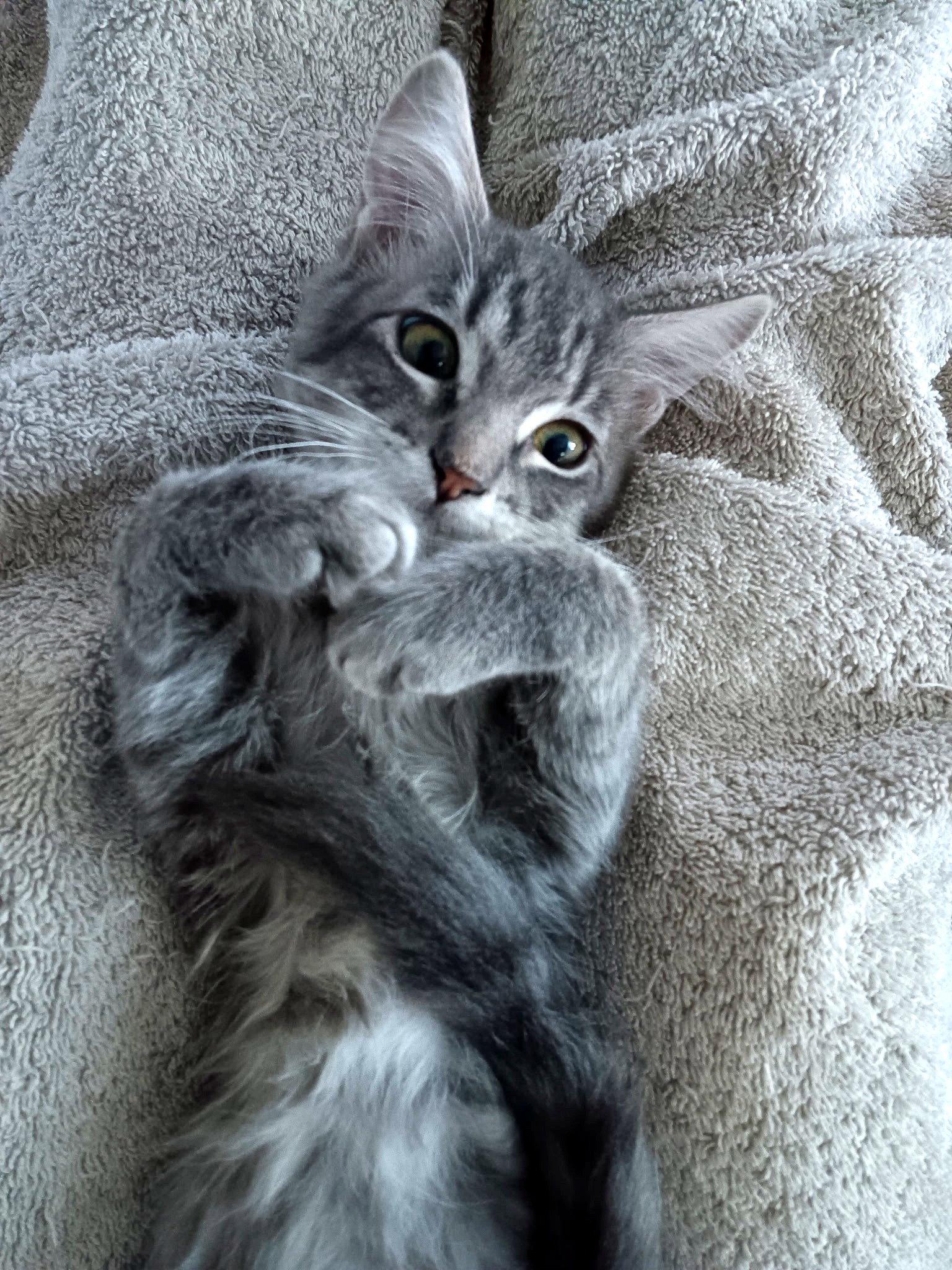 Sprout, a Adopted Domestic Short Hair in Pensacola, FL image 2/2