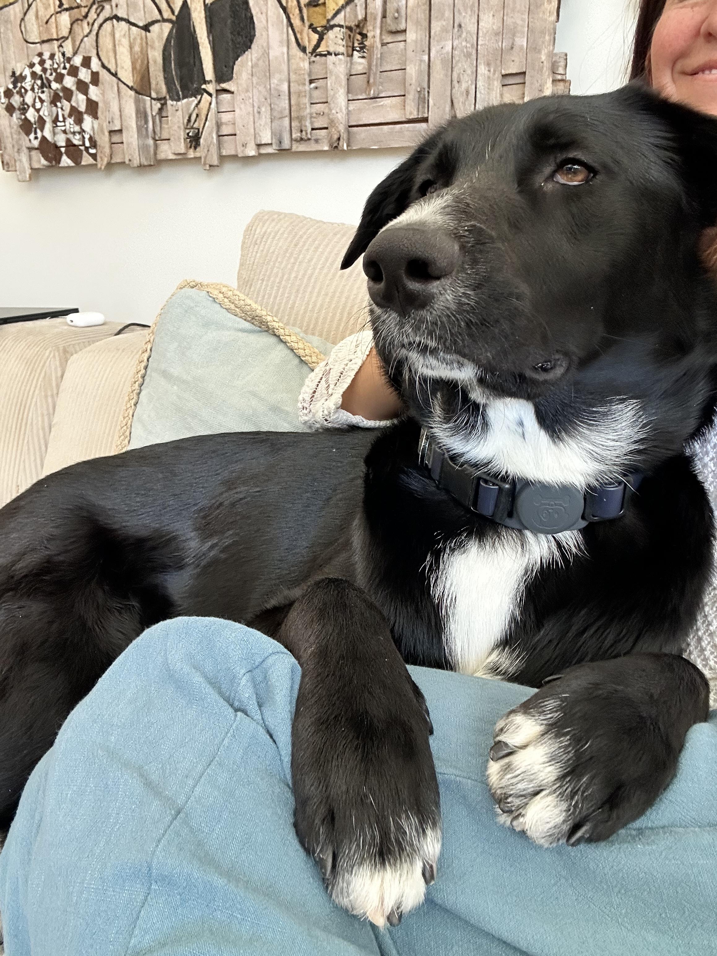 Enlarge Coco, an adopted mixed breed in Los Angeles, CA image 3/4