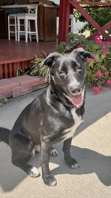 Coco, adopted, Young Female Black Labrador Retriever & Shepherd.
