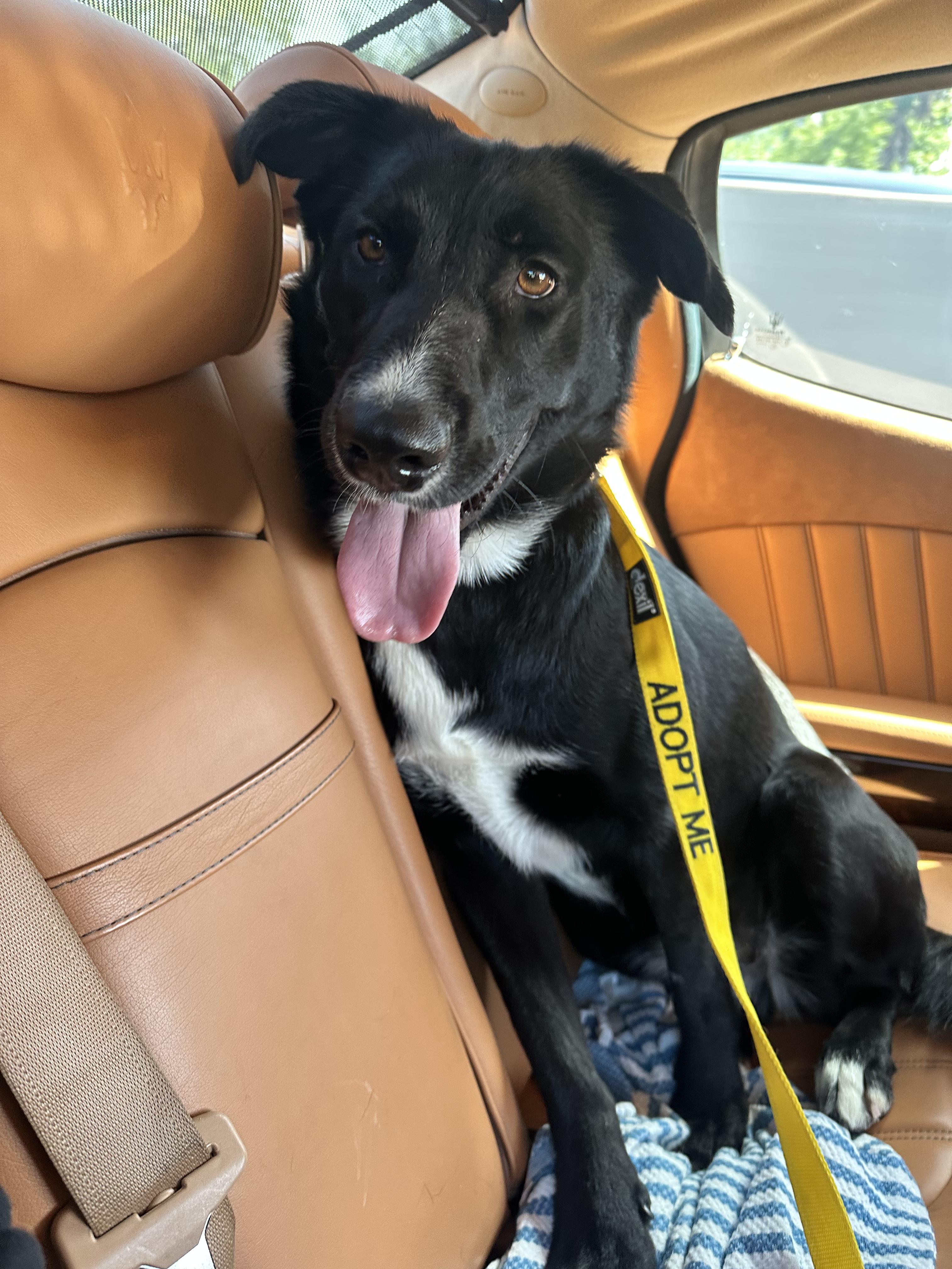 Enlarge Coco, an adopted mixed breed in Los Angeles, CA image 2/4