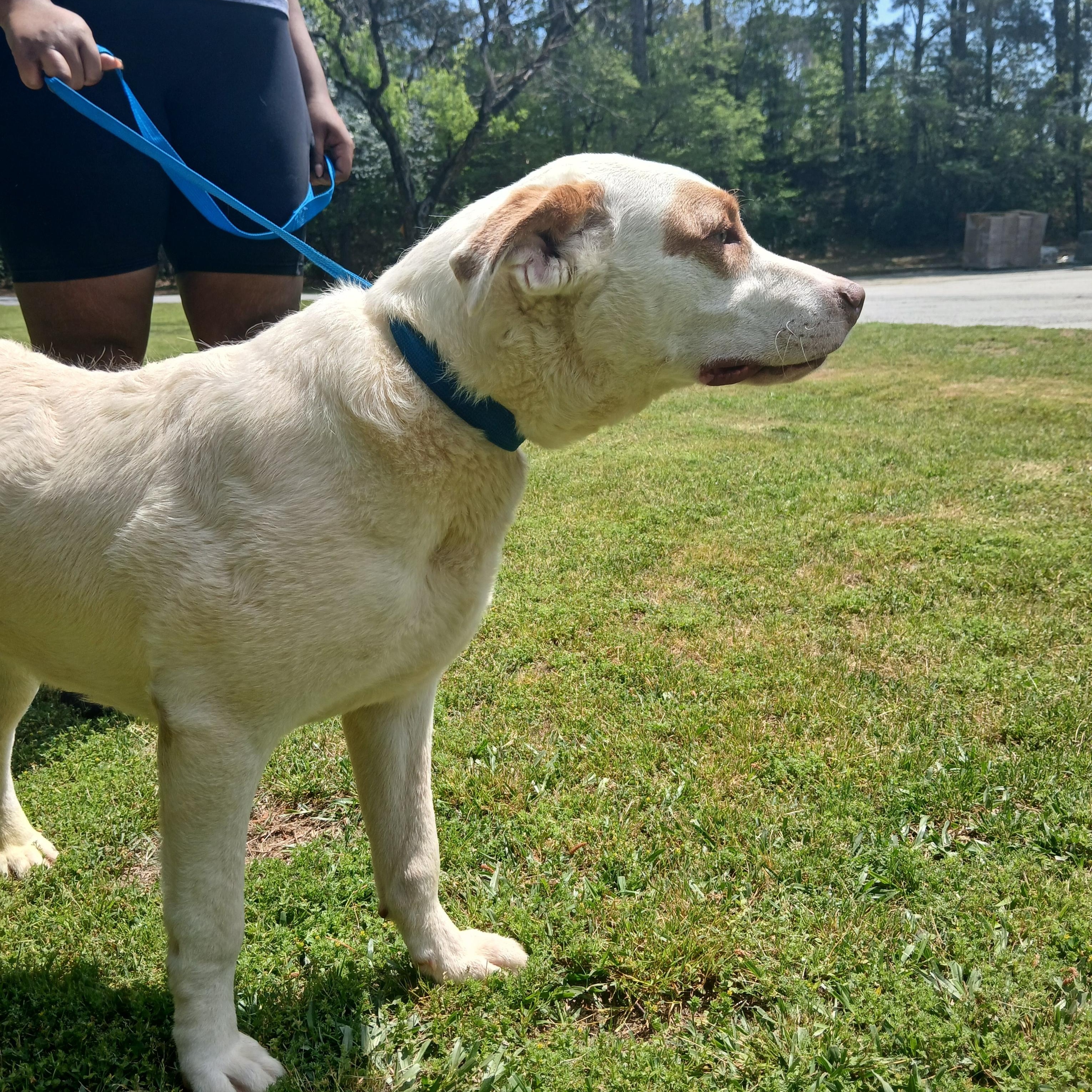 Ritz, a Adoptable mixed breed in Smyrna, GA image 2/5