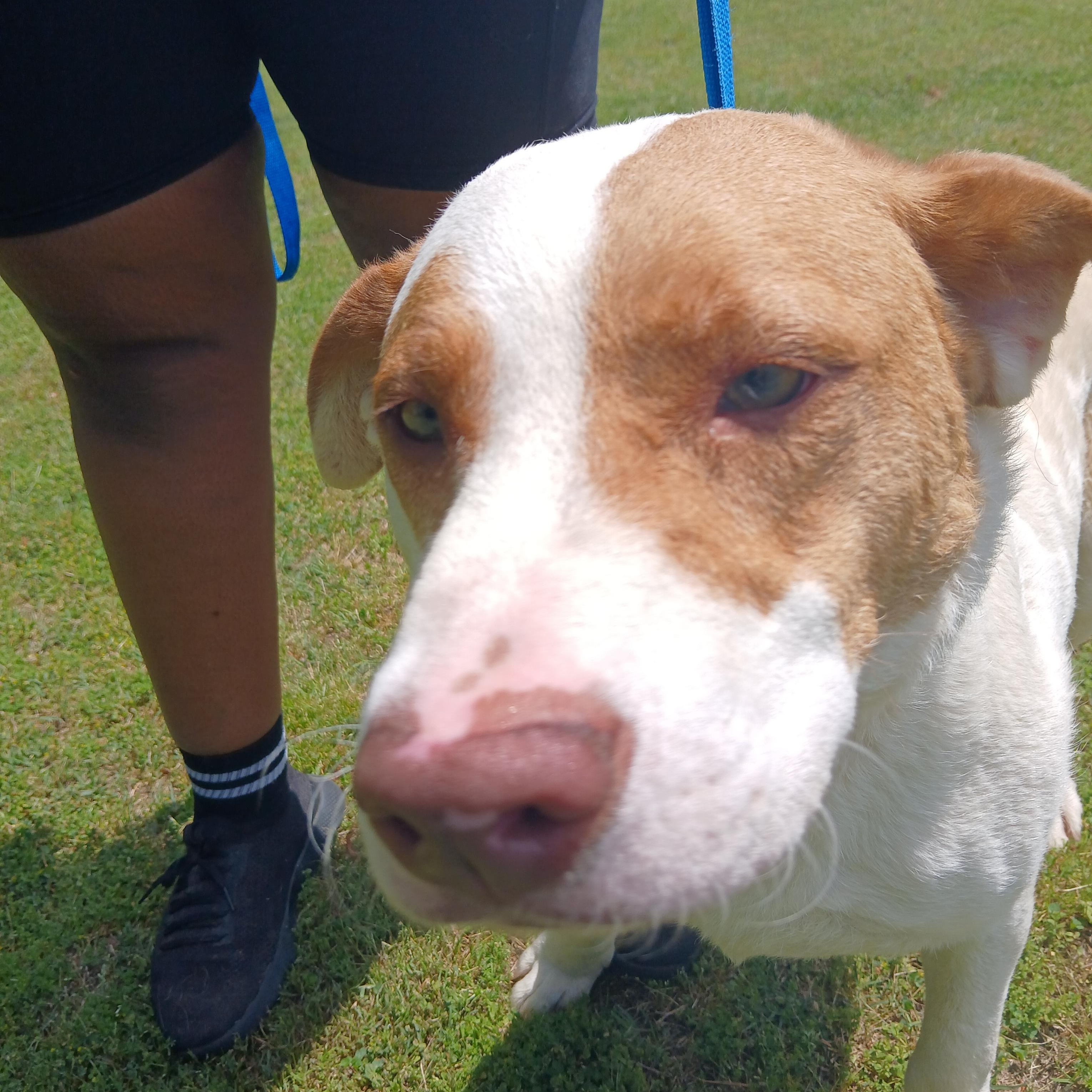 Ritz, a Adoptable mixed breed in Smyrna, GA image 3/5