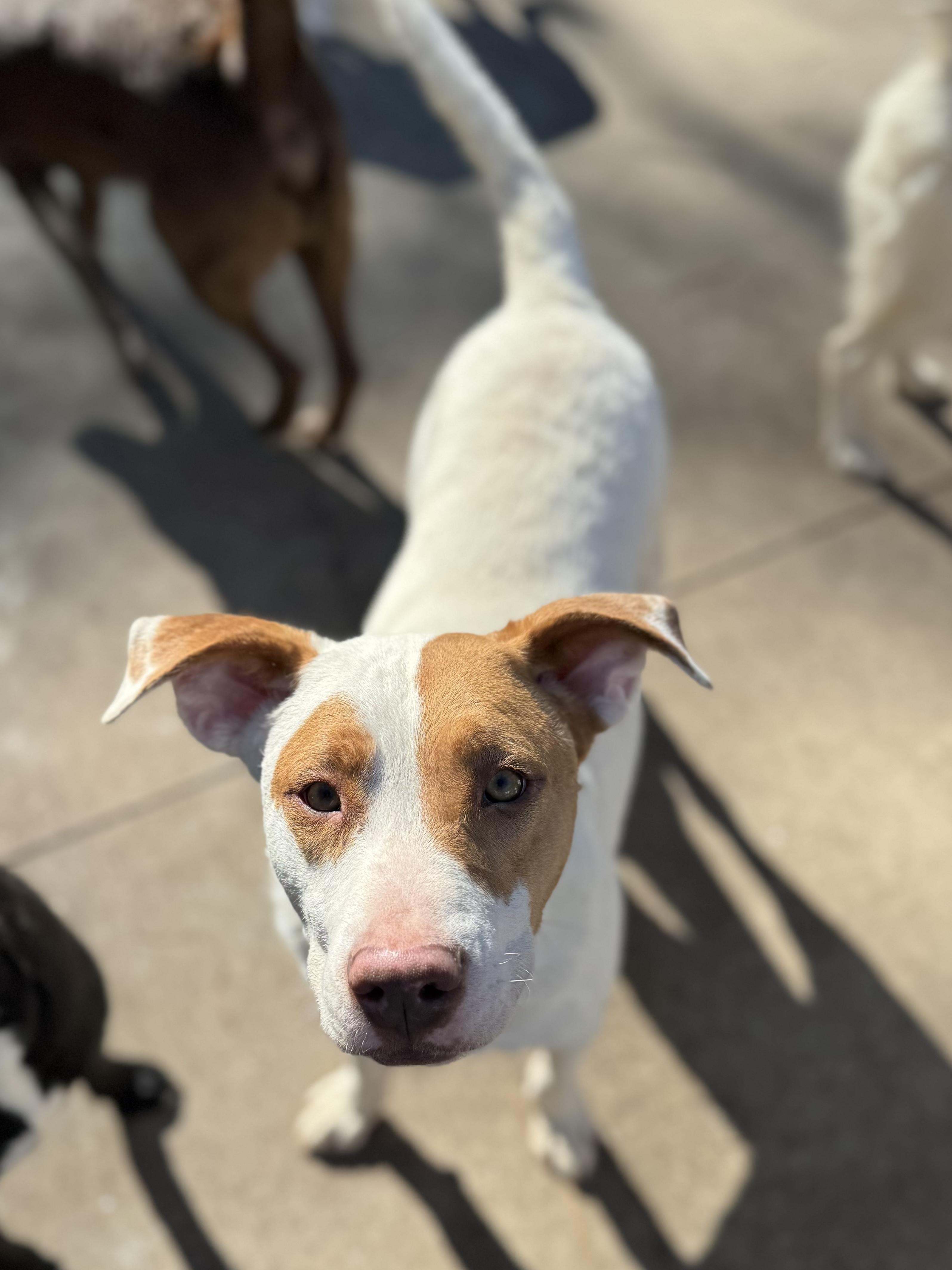 Ritz, a Adoptable mixed breed in Smyrna, GA image 1/5