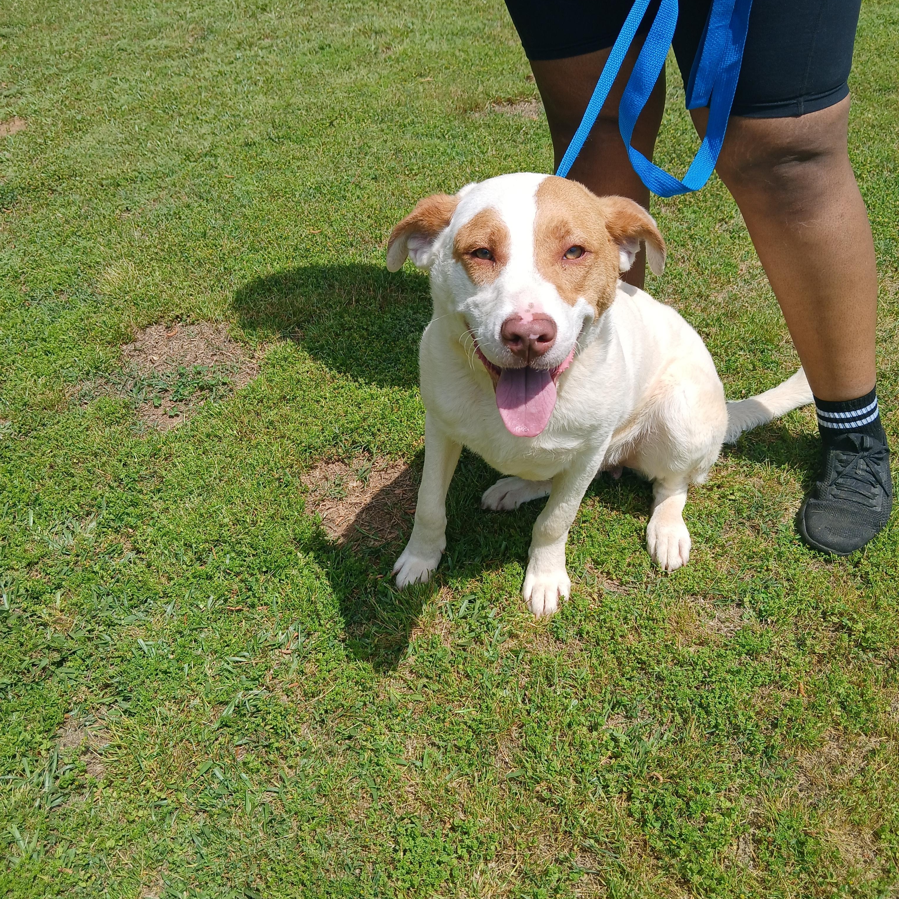 Ritz, a Adoptable mixed breed in Smyrna, GA image 4/5