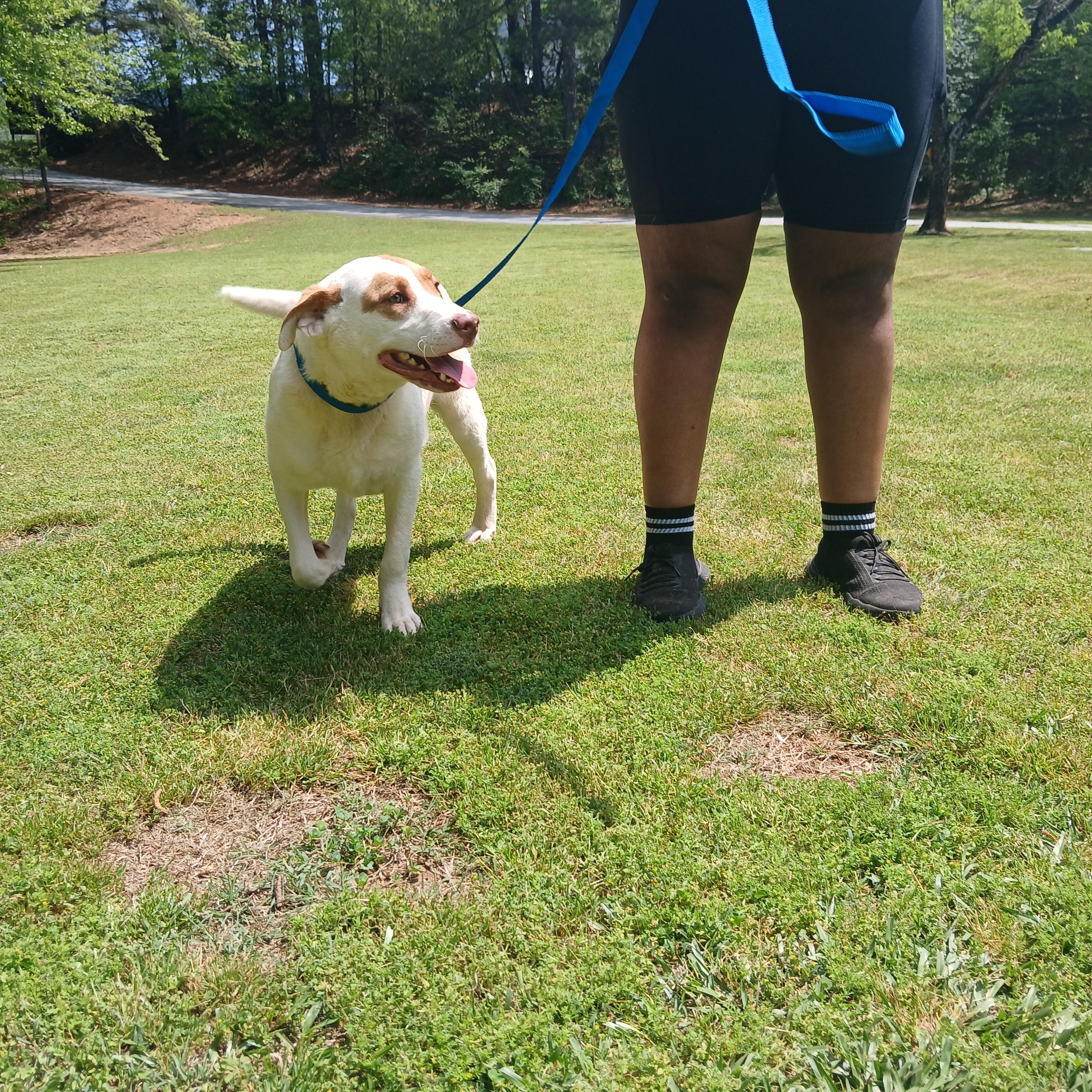 Ritz, a Adoptable mixed breed in Smyrna, GA image 5/5