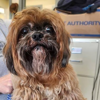 Yoshi, Adoptable, Senior Female Shih Tzu.