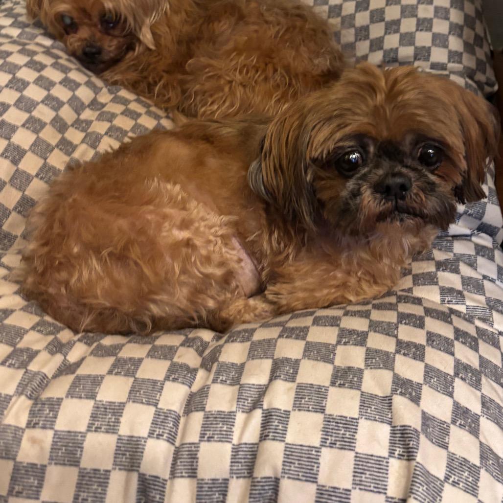 Enlarge Yoshi, a Adoptable Shih Tzu in Tunkhannock, PA image 2/2