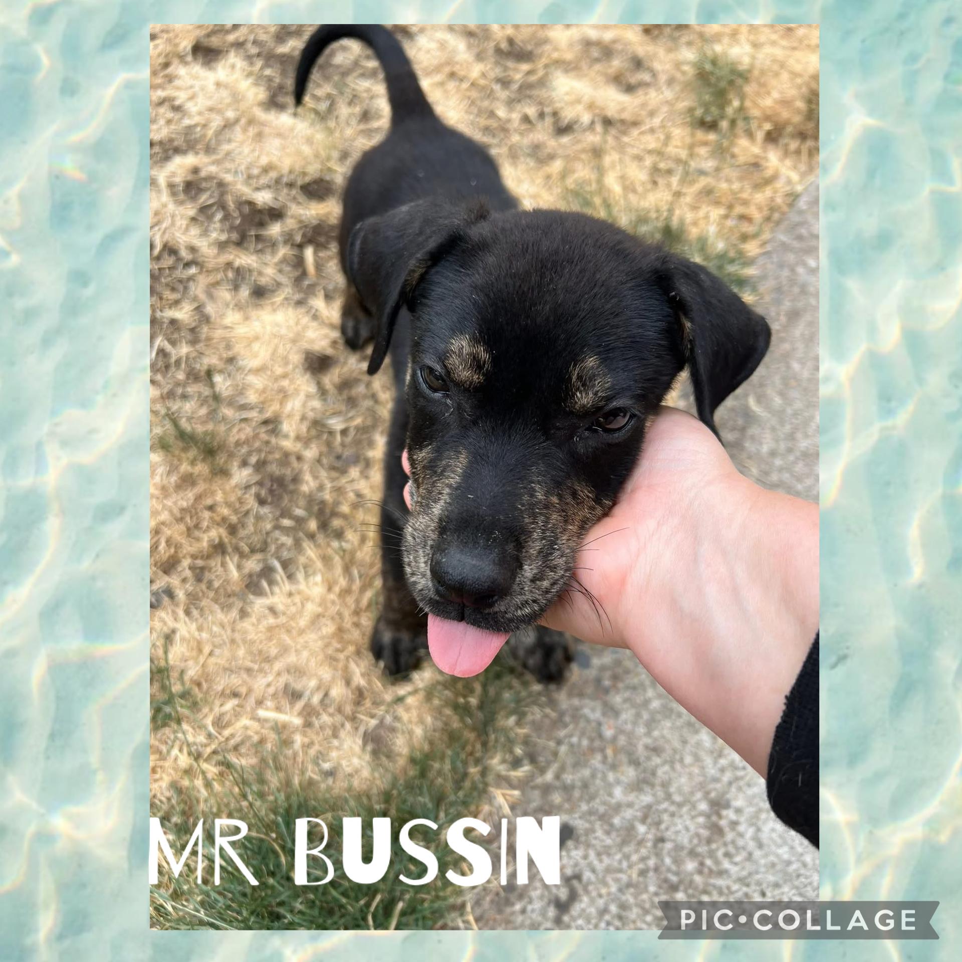 Mr Bussin