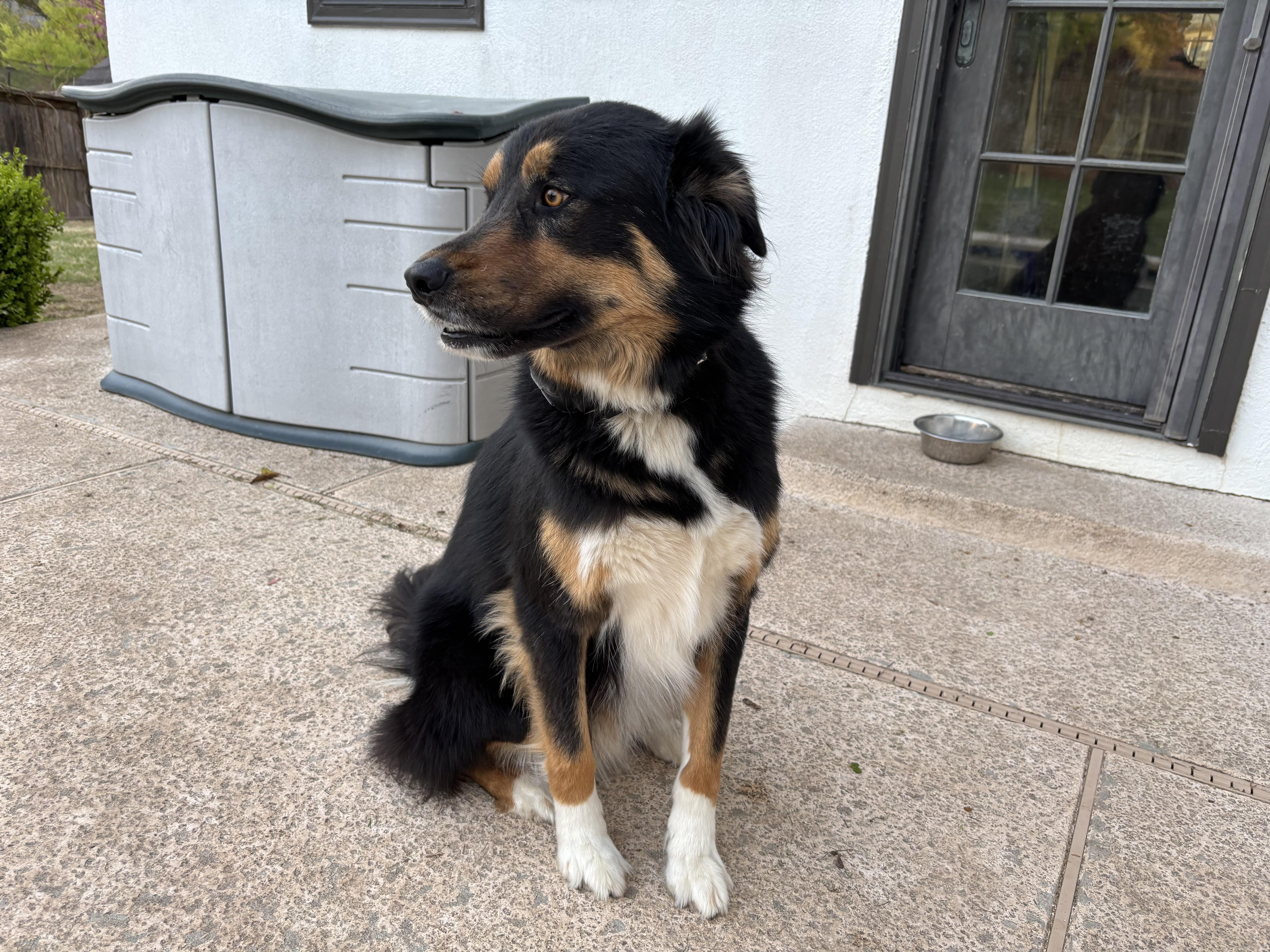 Rocky (tri color), a Adoptable mixed breed in Tulsa, OK image 1/3