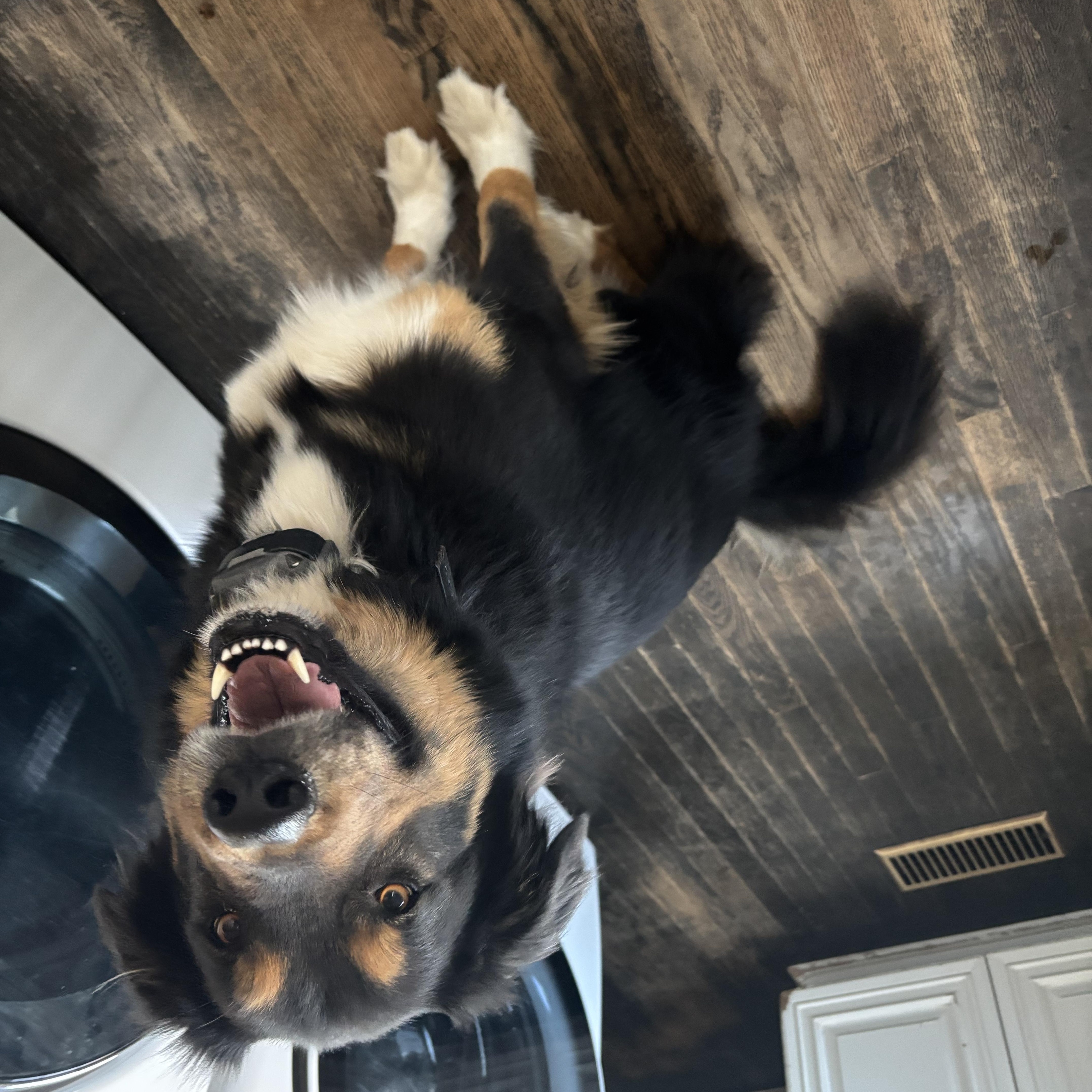 Rocky (tri color), a Adoptable mixed breed in Tulsa, OK image 2/3