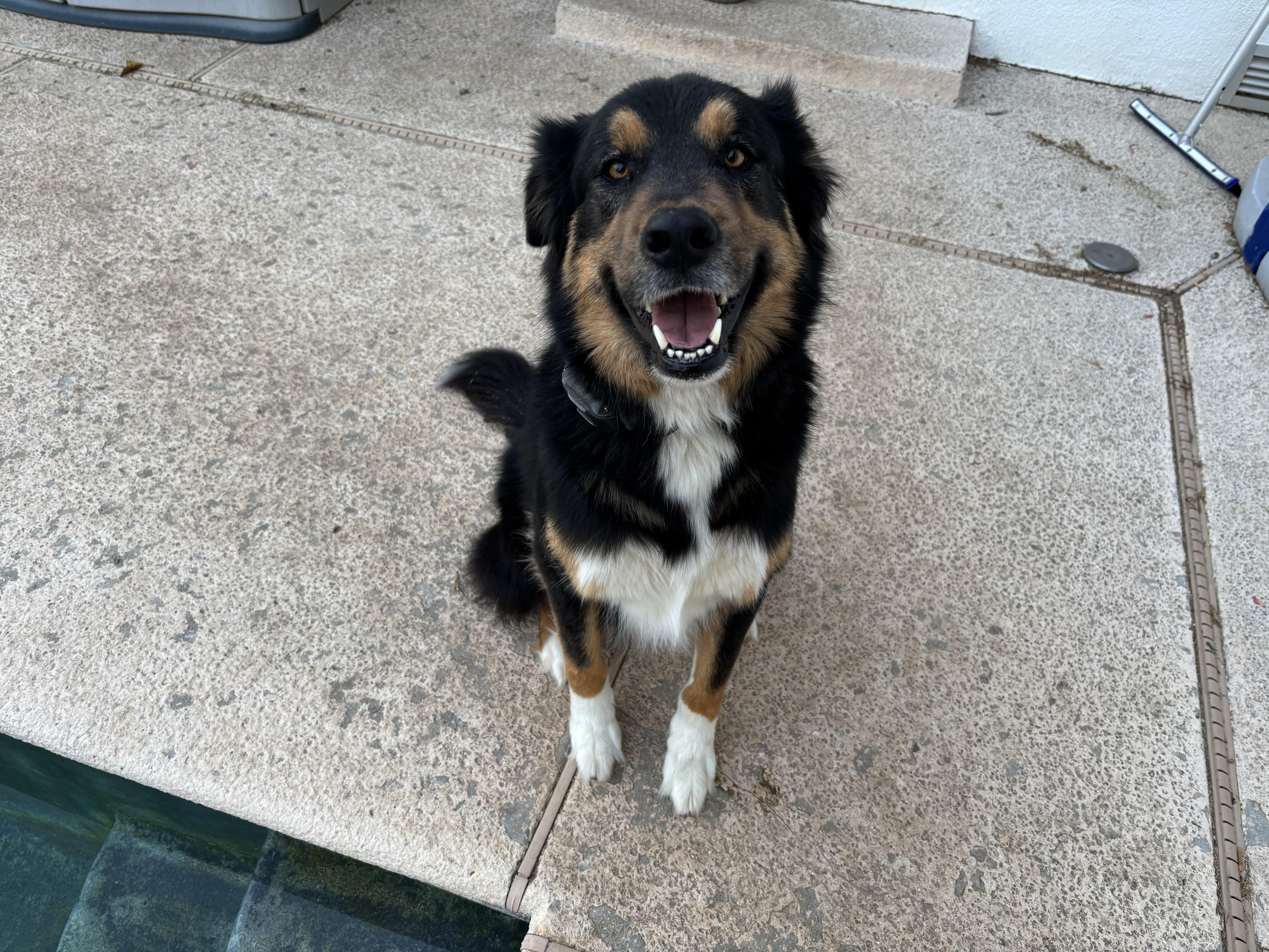 Rocky (tri color), a Adoptable mixed breed in Tulsa, OK image 3/3