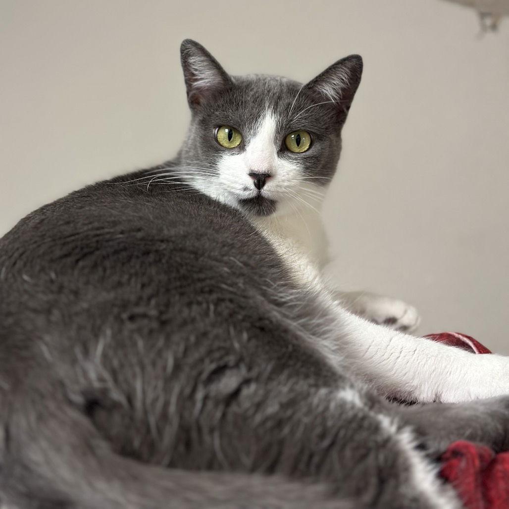 Enlarge Rainbow Roll, a Adoptable Domestic Short Hair in Rohnert Park, CA image 1/3