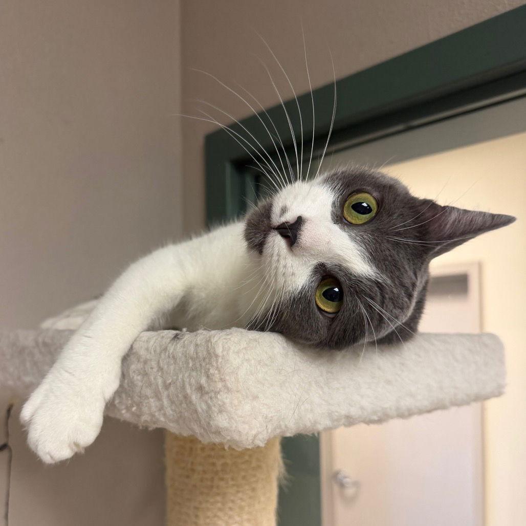 Enlarge Rainbow Roll, a Adoptable Domestic Short Hair in Rohnert Park, CA image 2/3