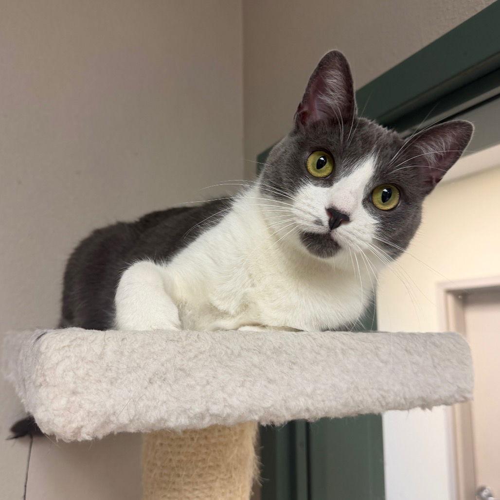 Enlarge Rainbow Roll, a Adoptable Domestic Short Hair in Rohnert Park, CA image 3/3